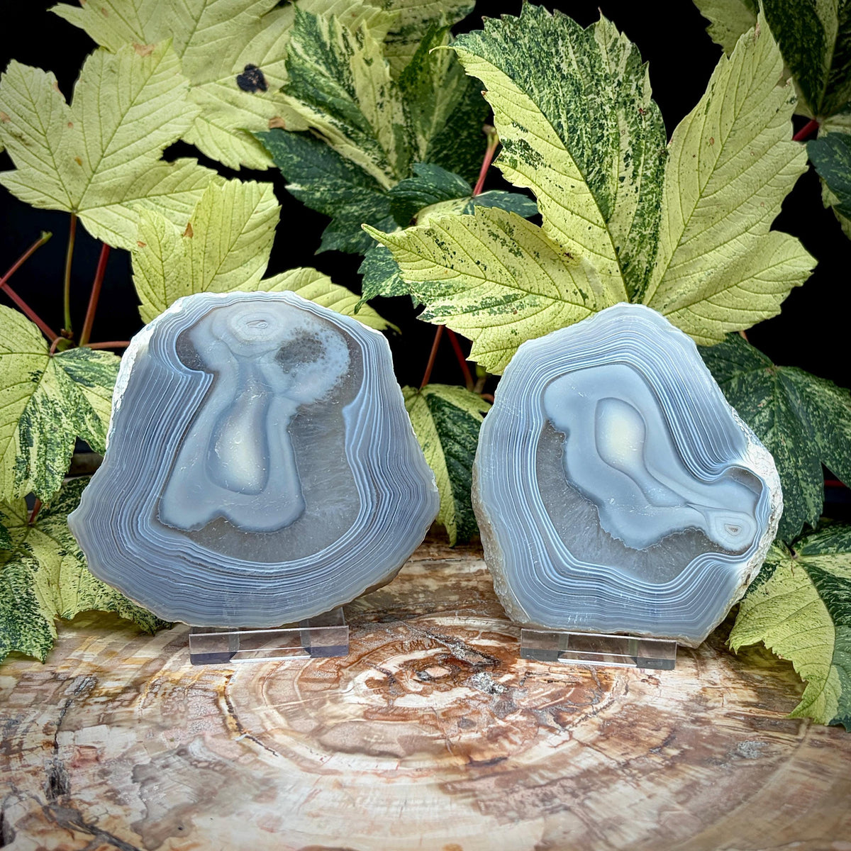 Natural Agate slice pair for decorative mineral display