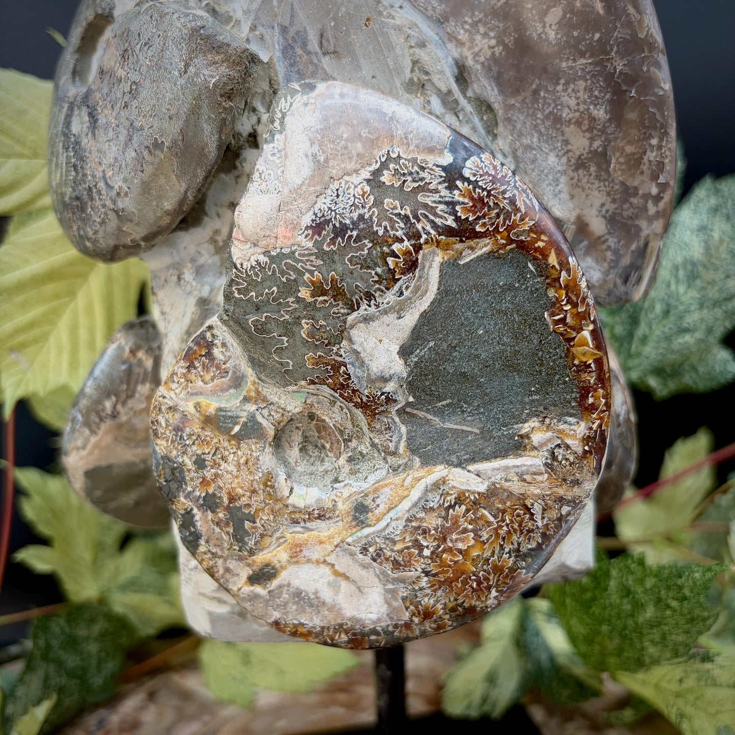 Natural ammonite fossil display piece showing fossil detail