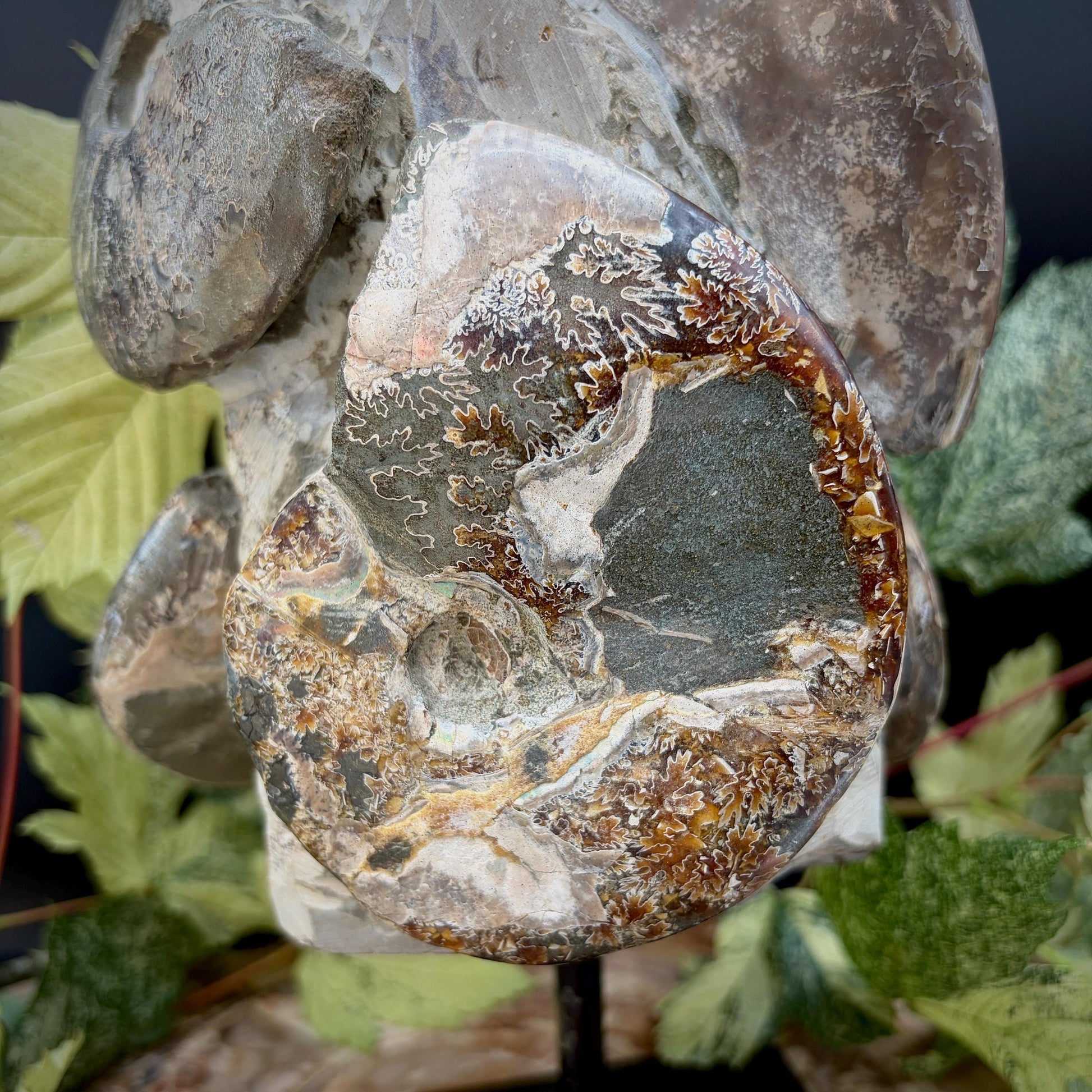 Natural ammonite fossil display piece showing fossil detail