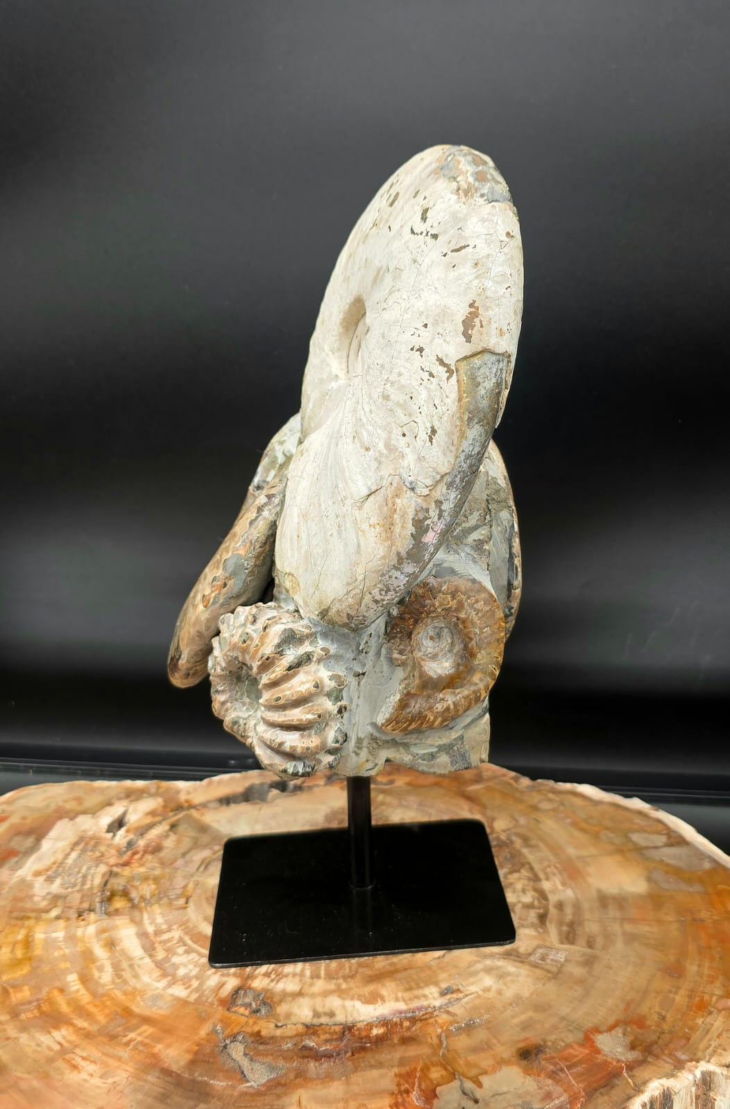 Natural Madagascan ammonite fossils arranged into a striking decorative sculpture.