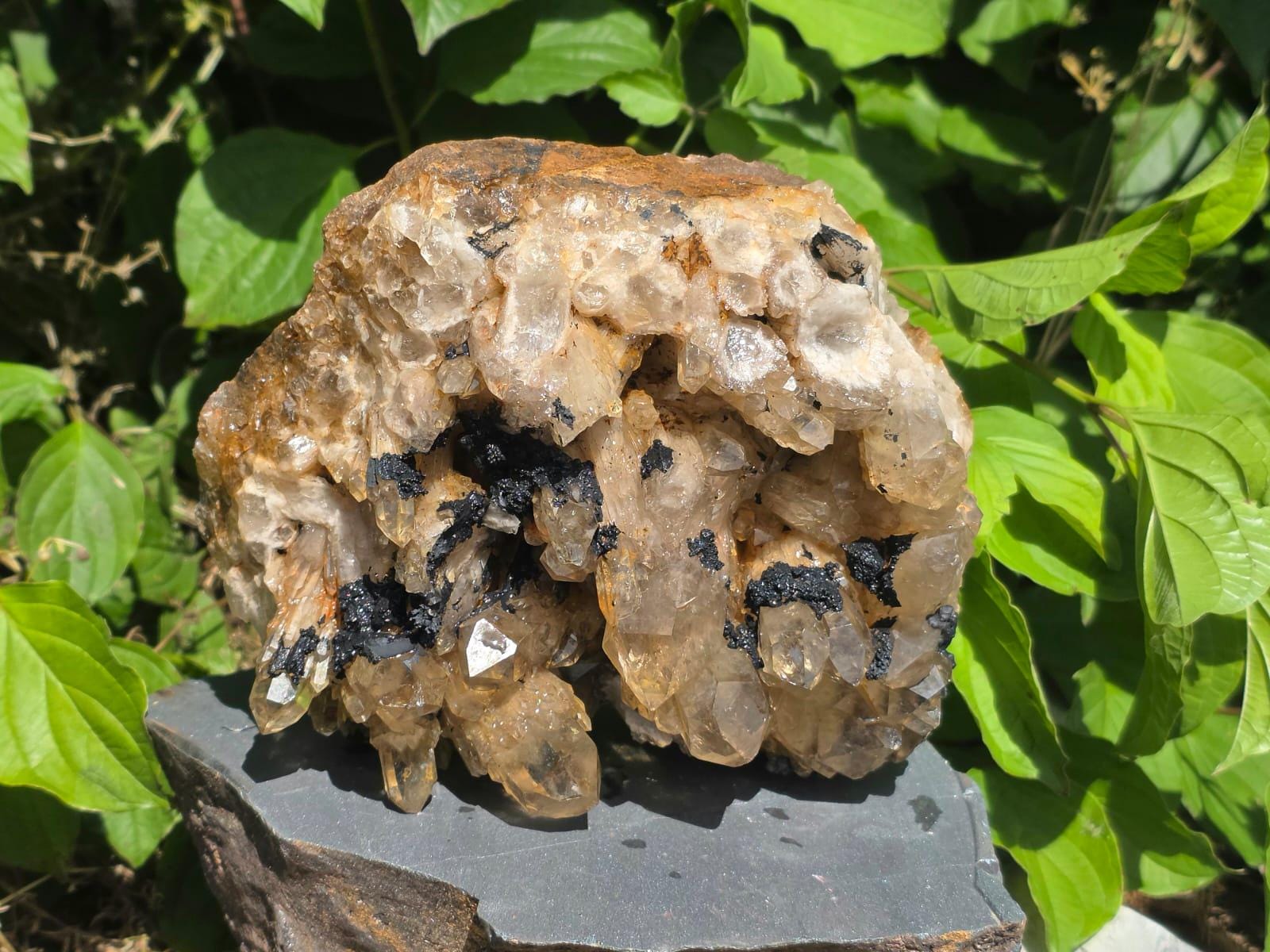 Natural Citrine crystal cluster from Congo with champagne to smoky honey crystal points