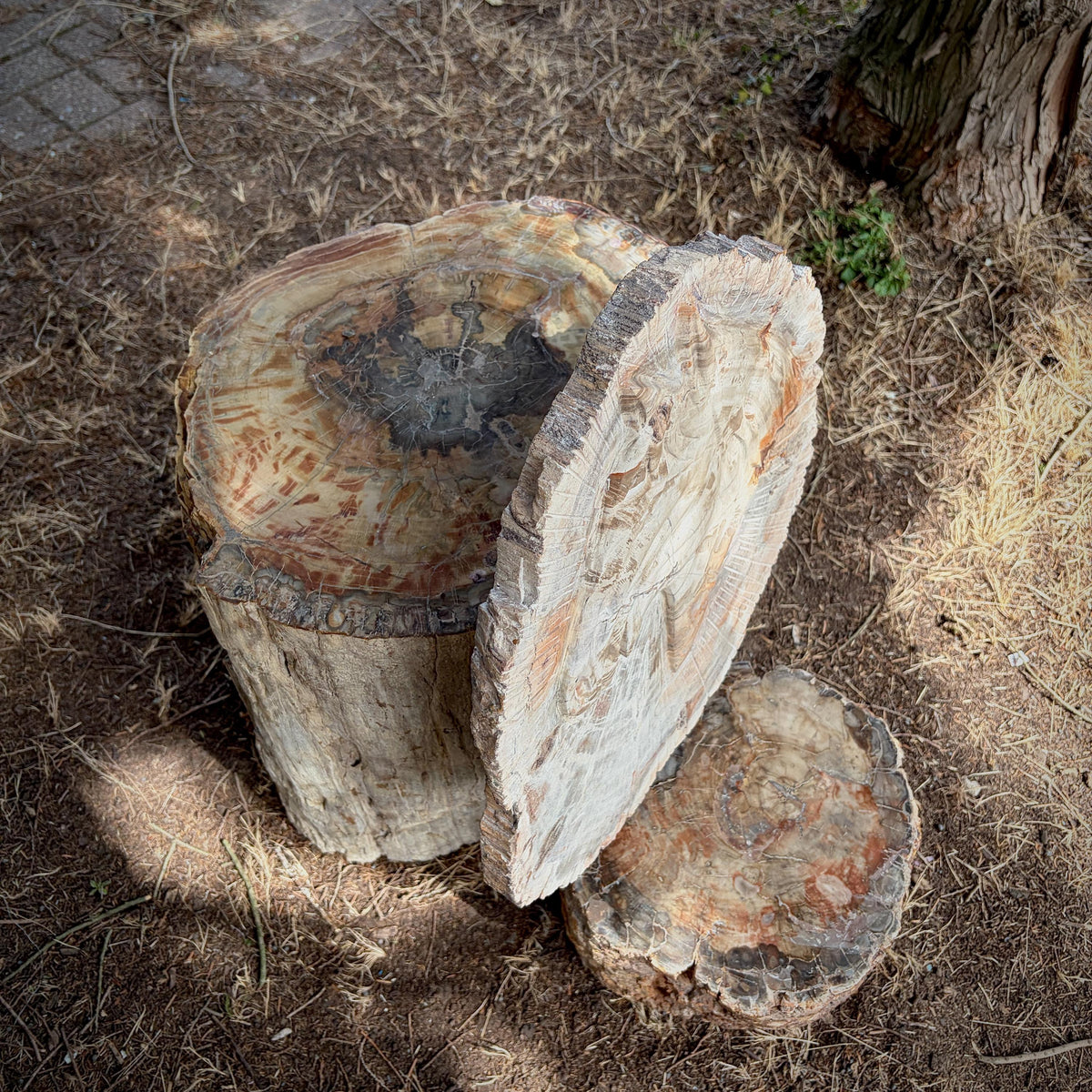 Natural Madagascan fossil wood horse carving displaying unique mineral patterns.