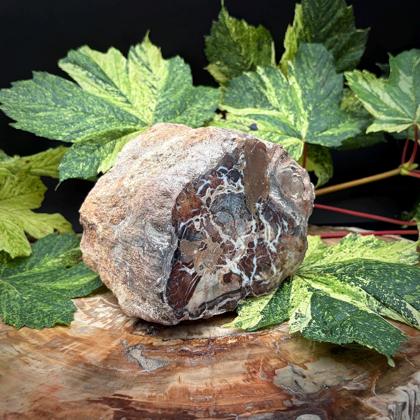 Natural fossil sculpture from Madagascar