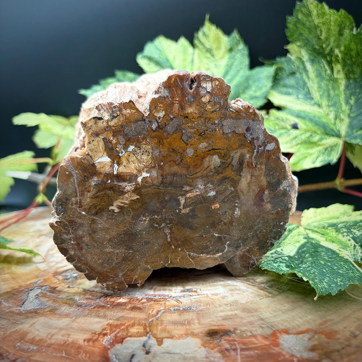 Natural fossil wood for a geology collection