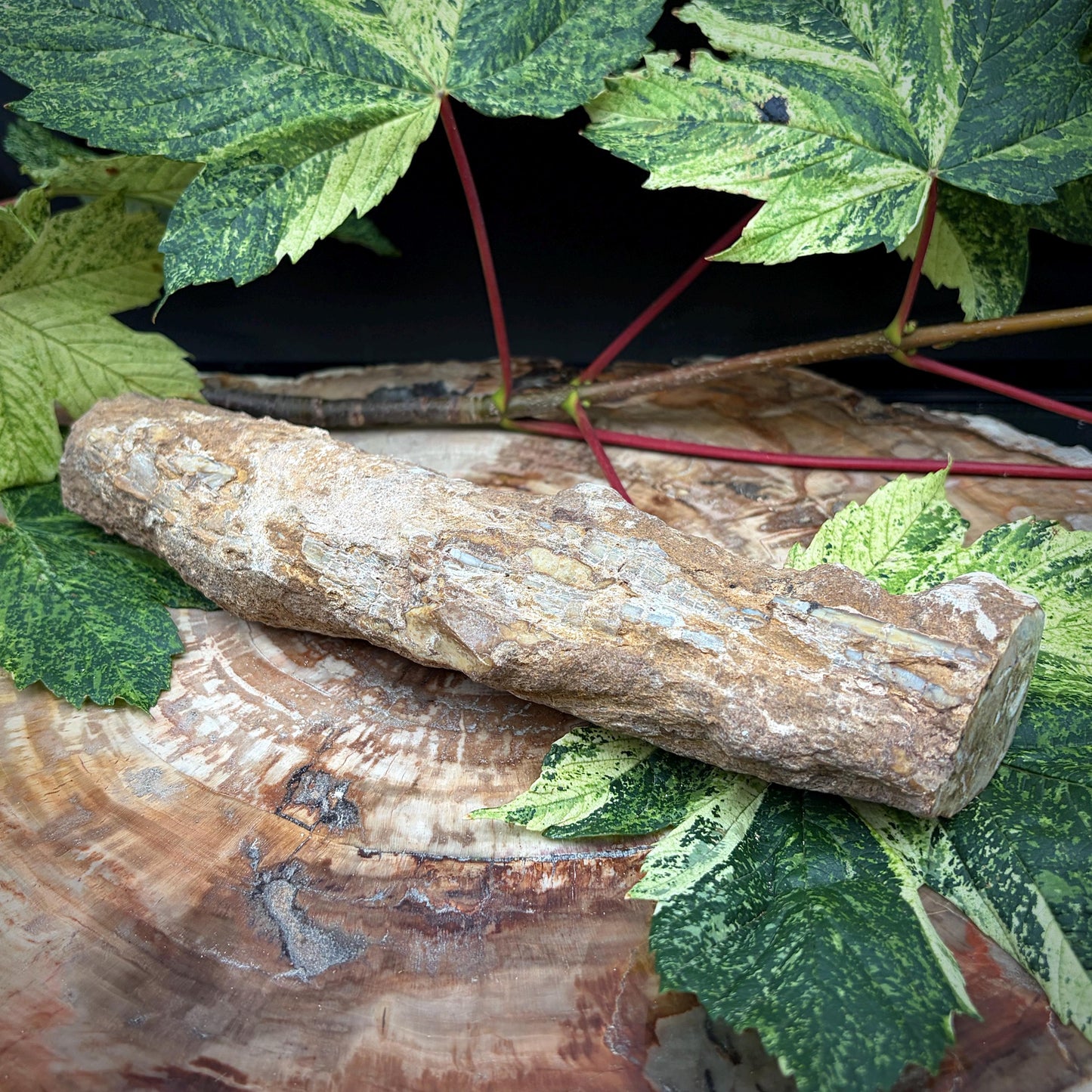 Natural fossil wood with polished surface