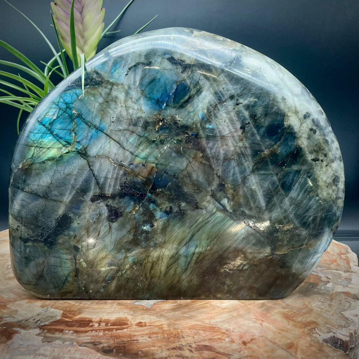XL polished Labradorite crystal specimen
