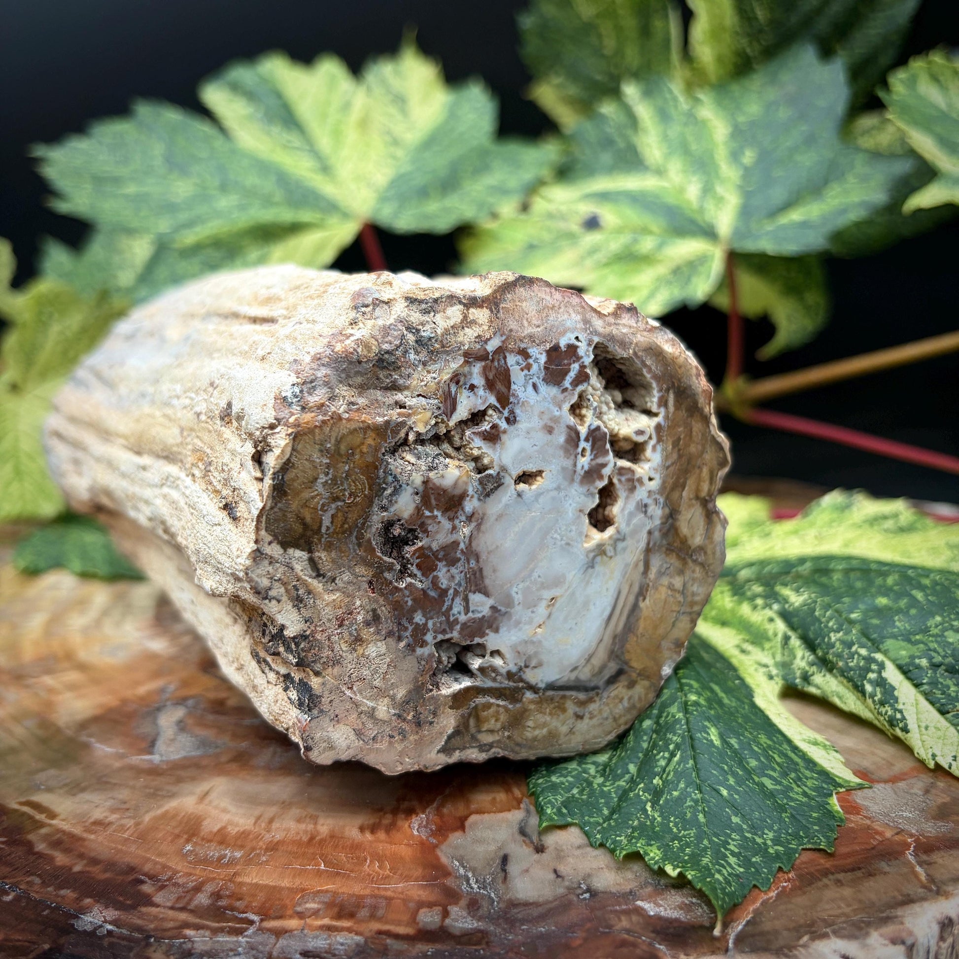Natural Madagascan fossilised wood specimen