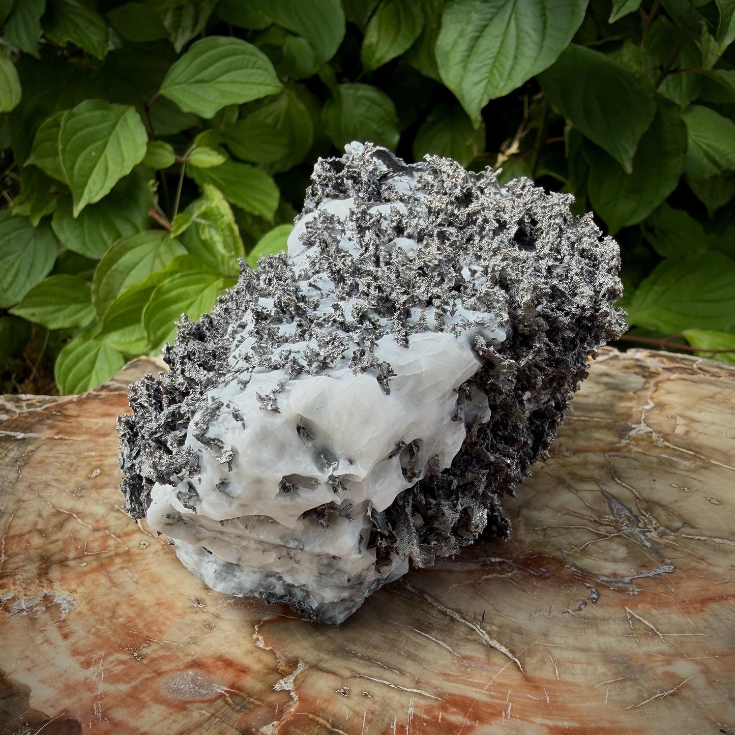 Natural Native Silver crystalline growth on white Calcite