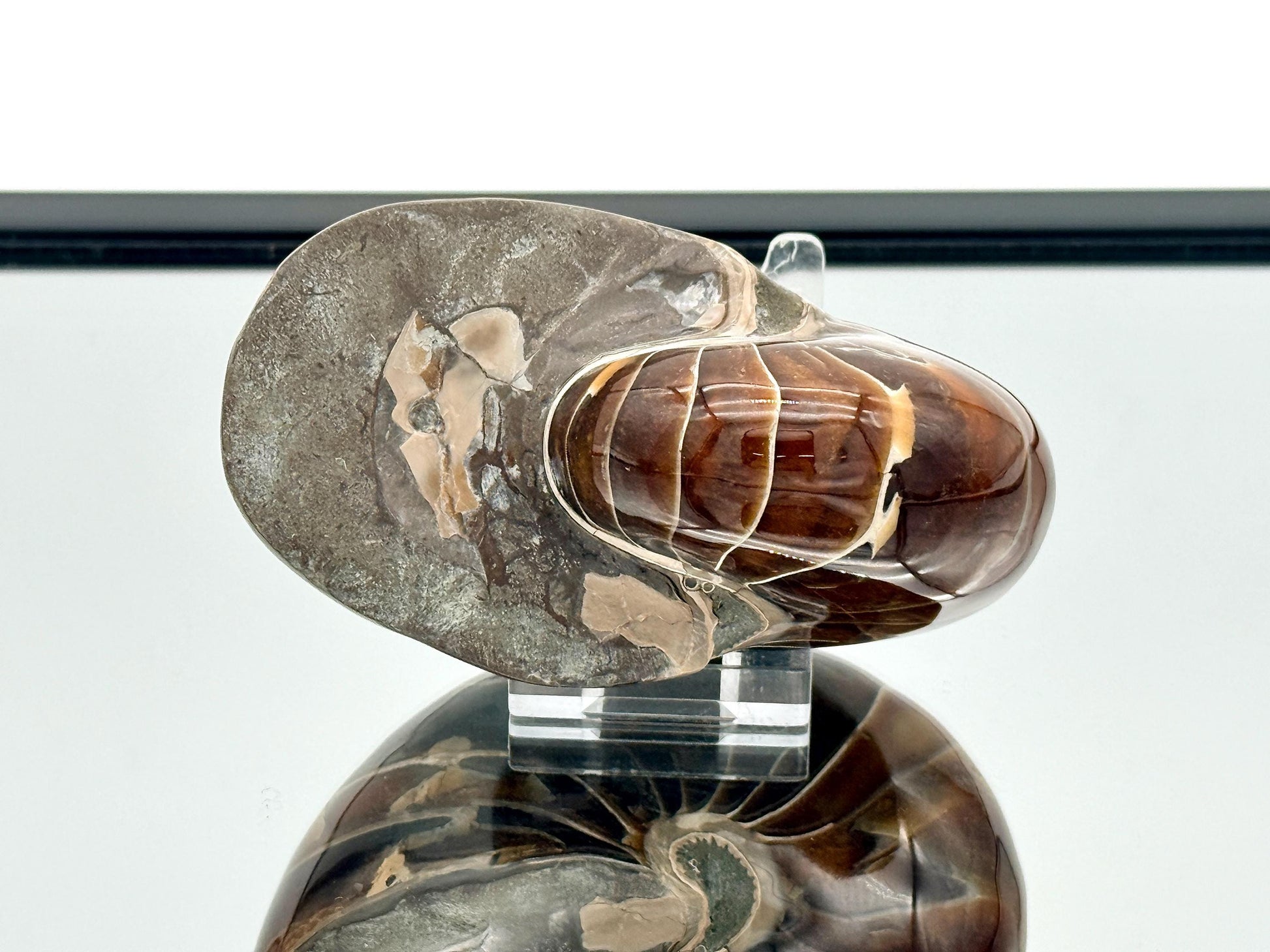 Collector fossil specimen nautilus shell