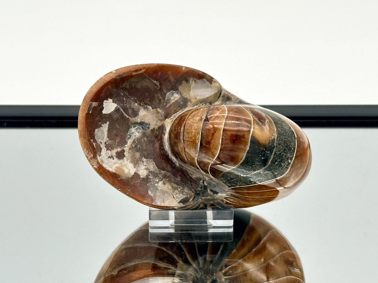 Natural nautilus fossil ideal for fossil collectors