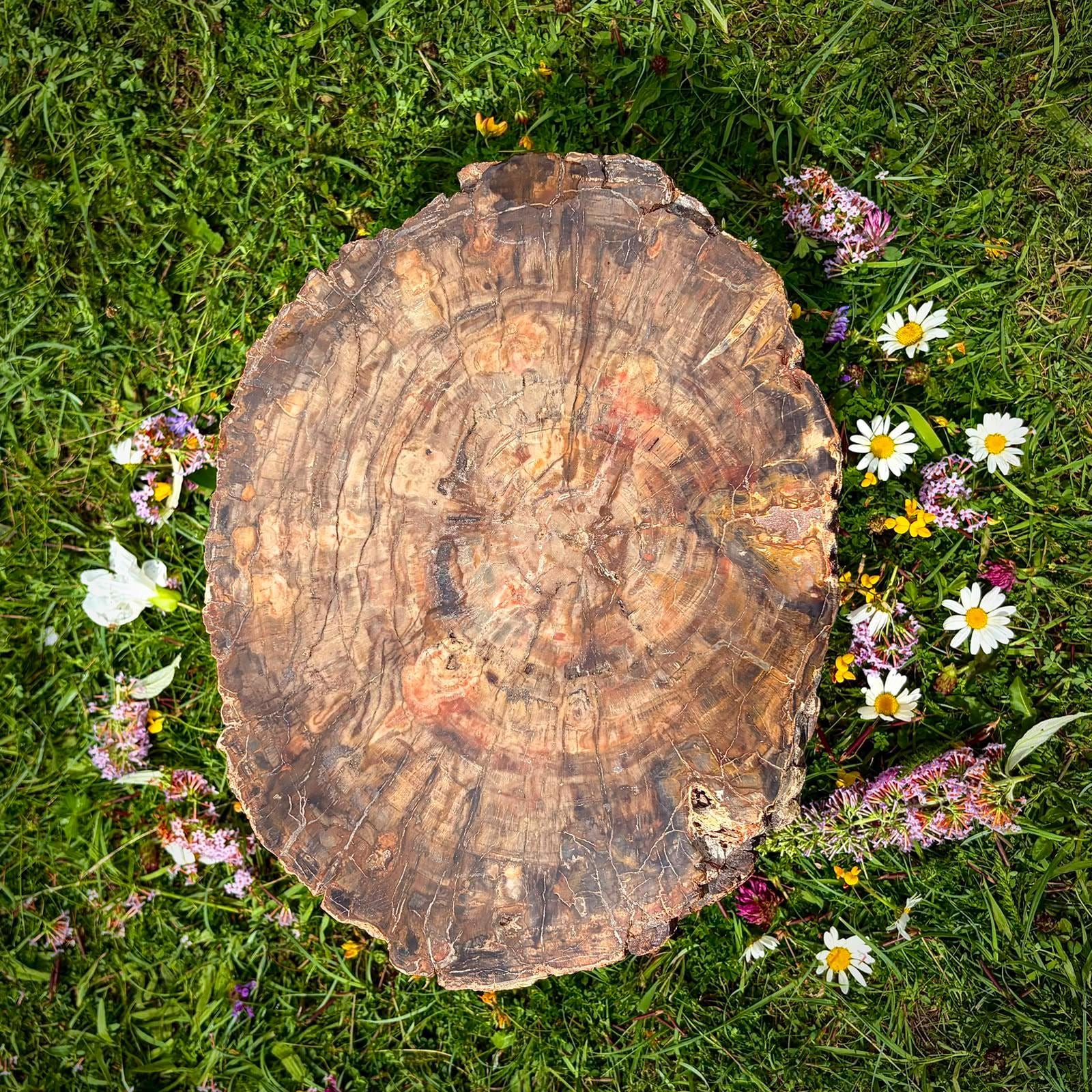 Close-up of natural petrified wood fossil showing mineralised wood detail