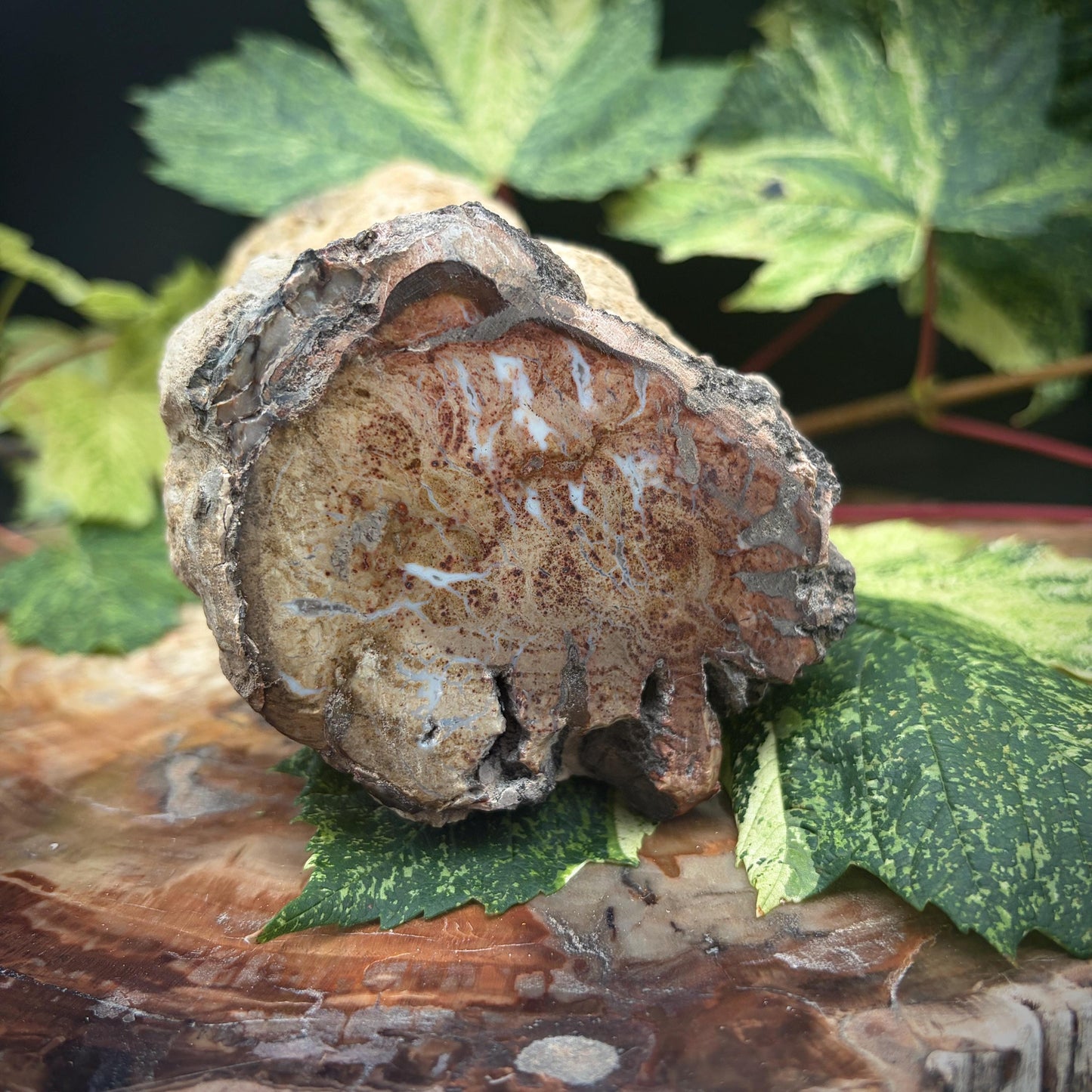 Natural stone petrified wood for home display