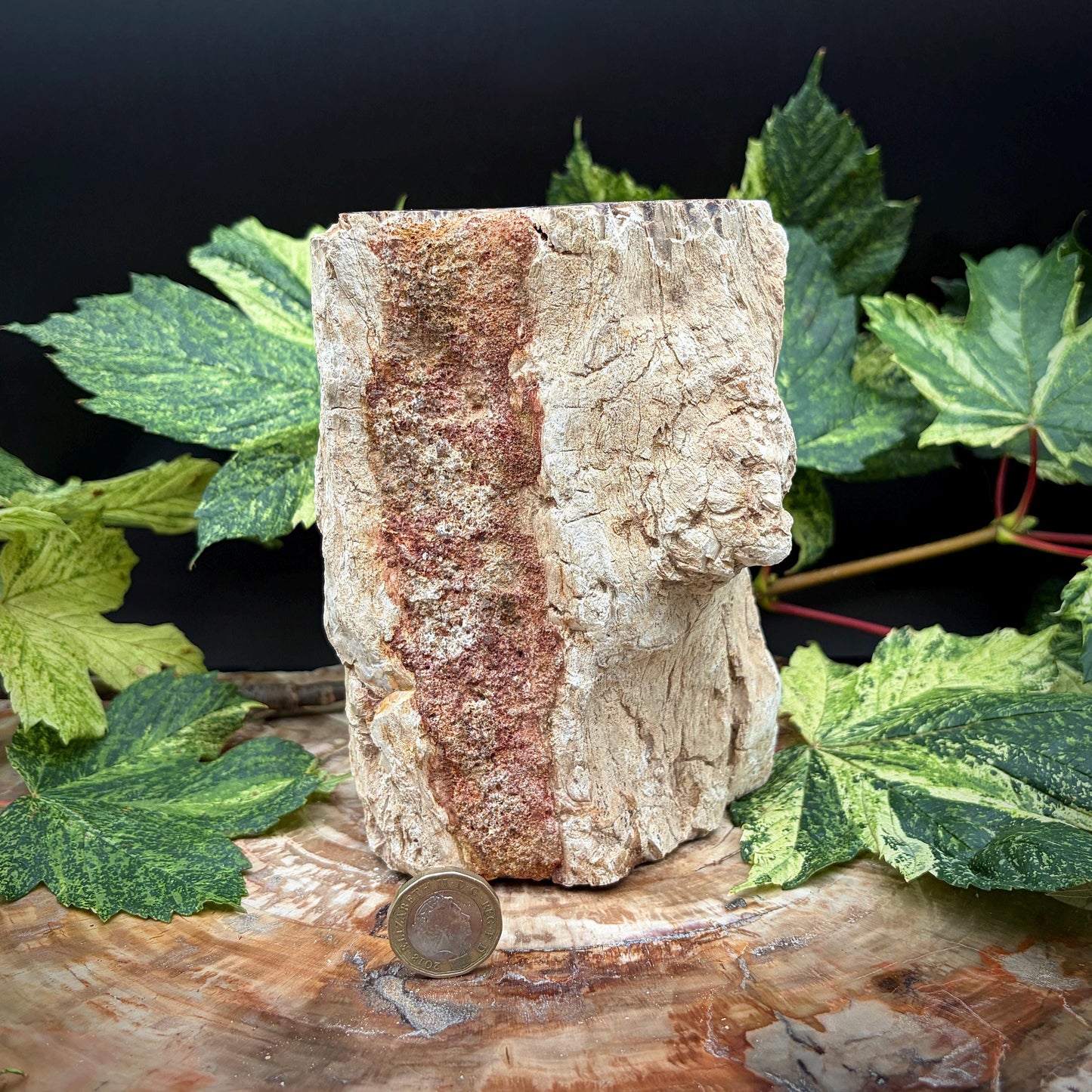 Natural stone wood fossil for interior styling