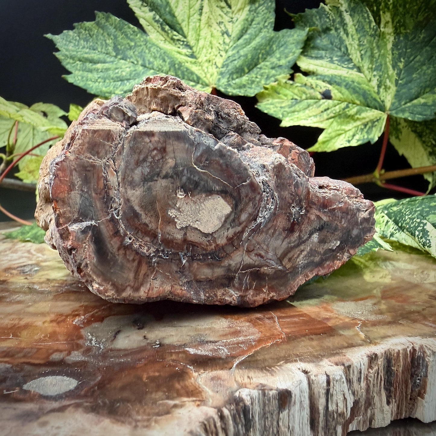Natural tree fossil with mineralised wood structure