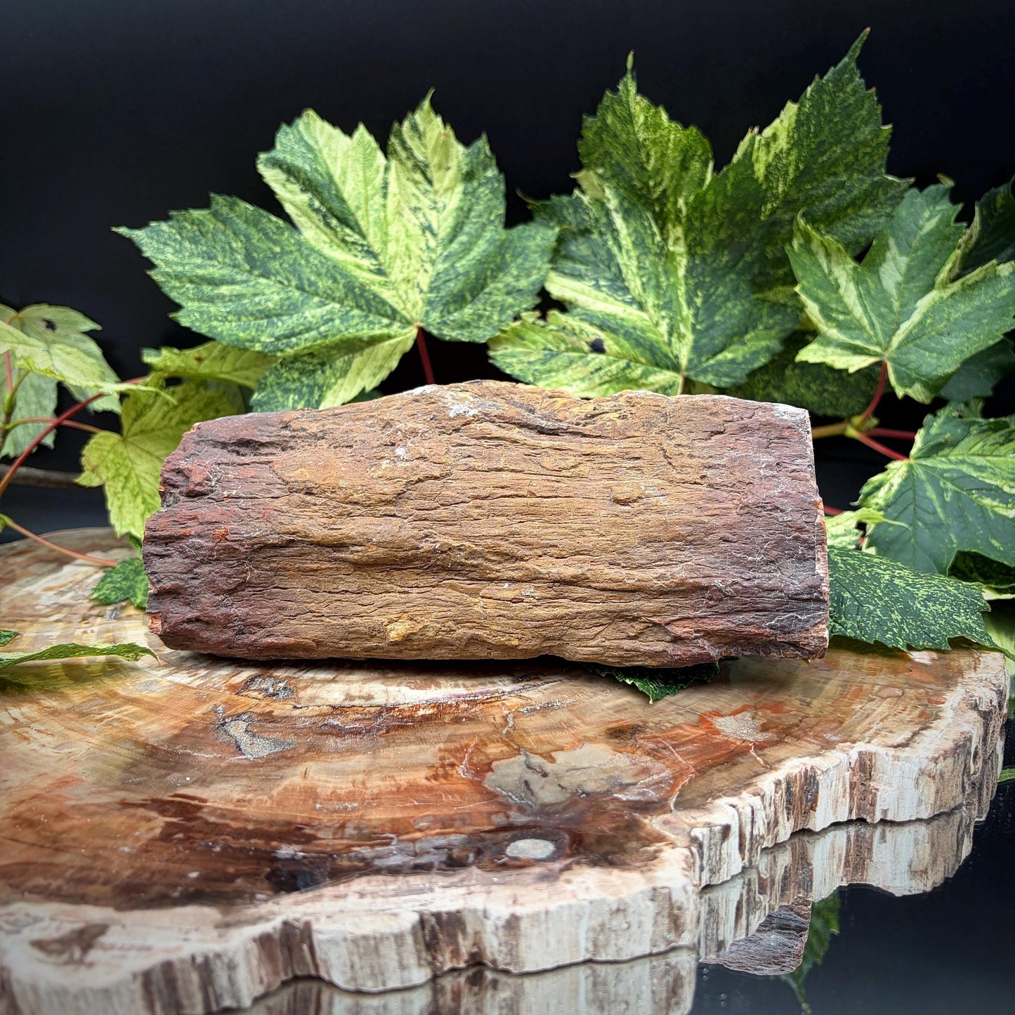 Natural wood fossil for collector display
