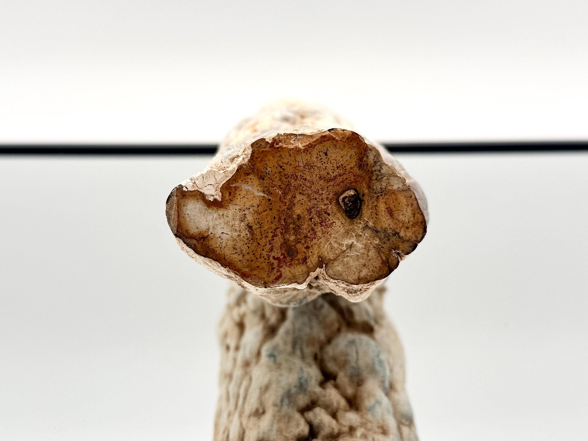 Natural fossilized wood branch specimen