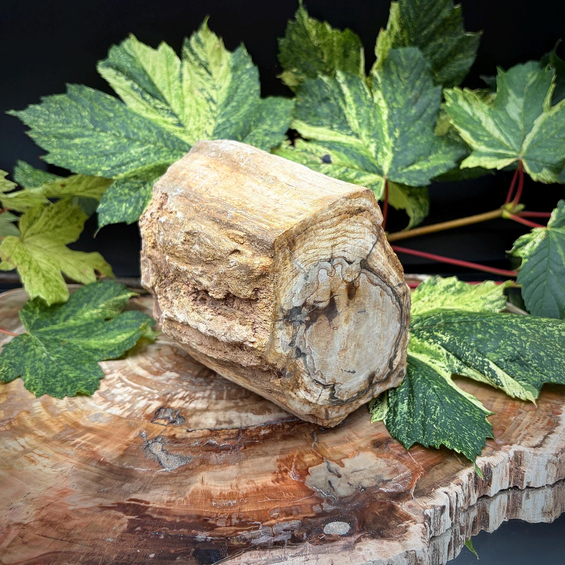 Natural wood fossil transformed into stone for interior display