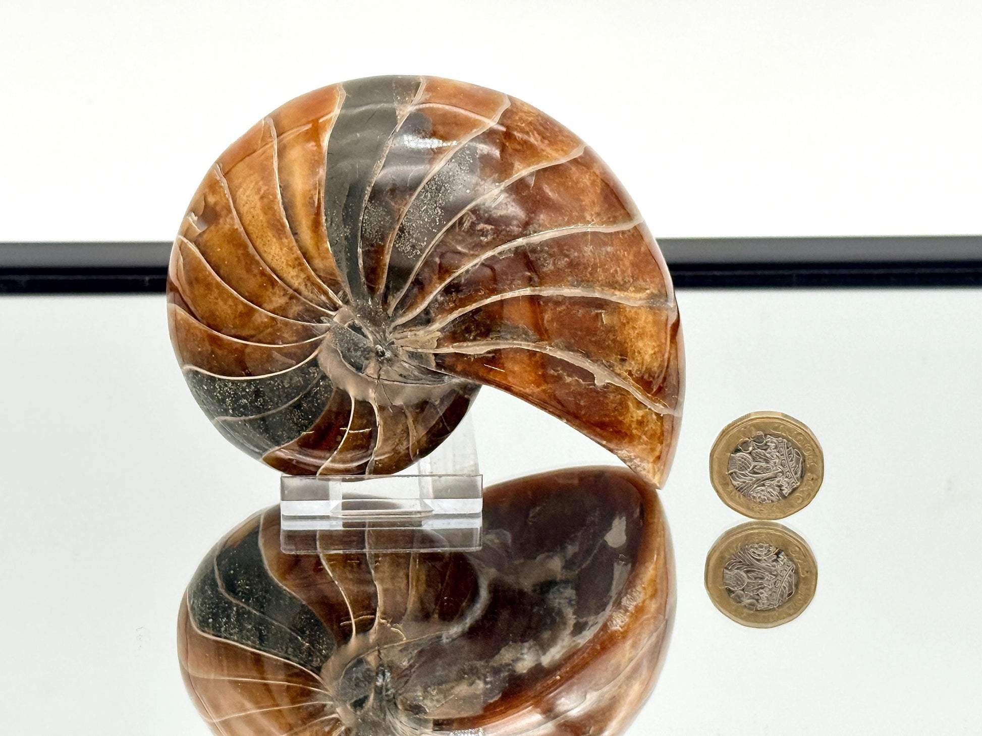 Natural spiral nautilus fossil shell collector specimen