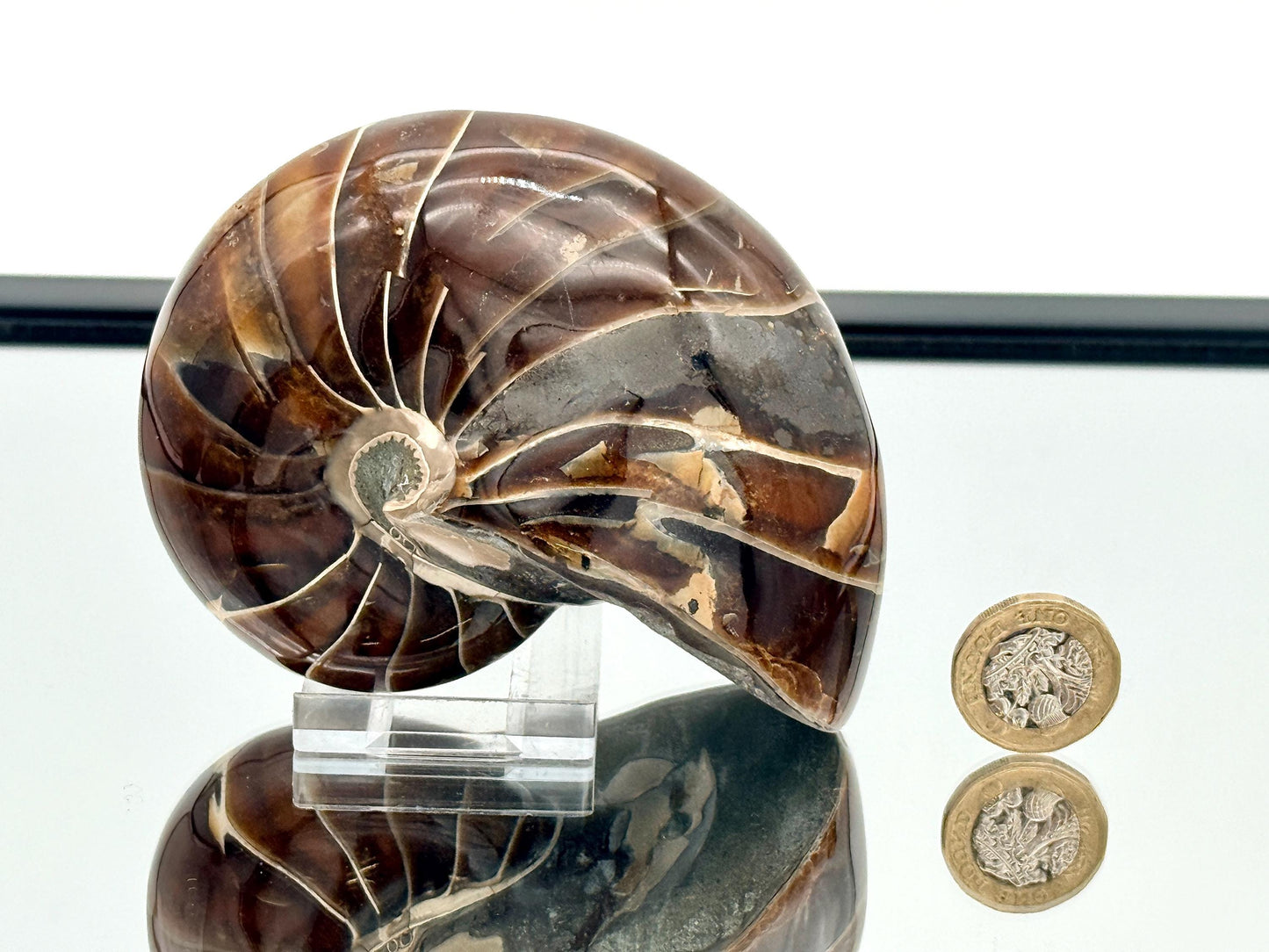 Spiral nautilus fossil shell specimen for collectors