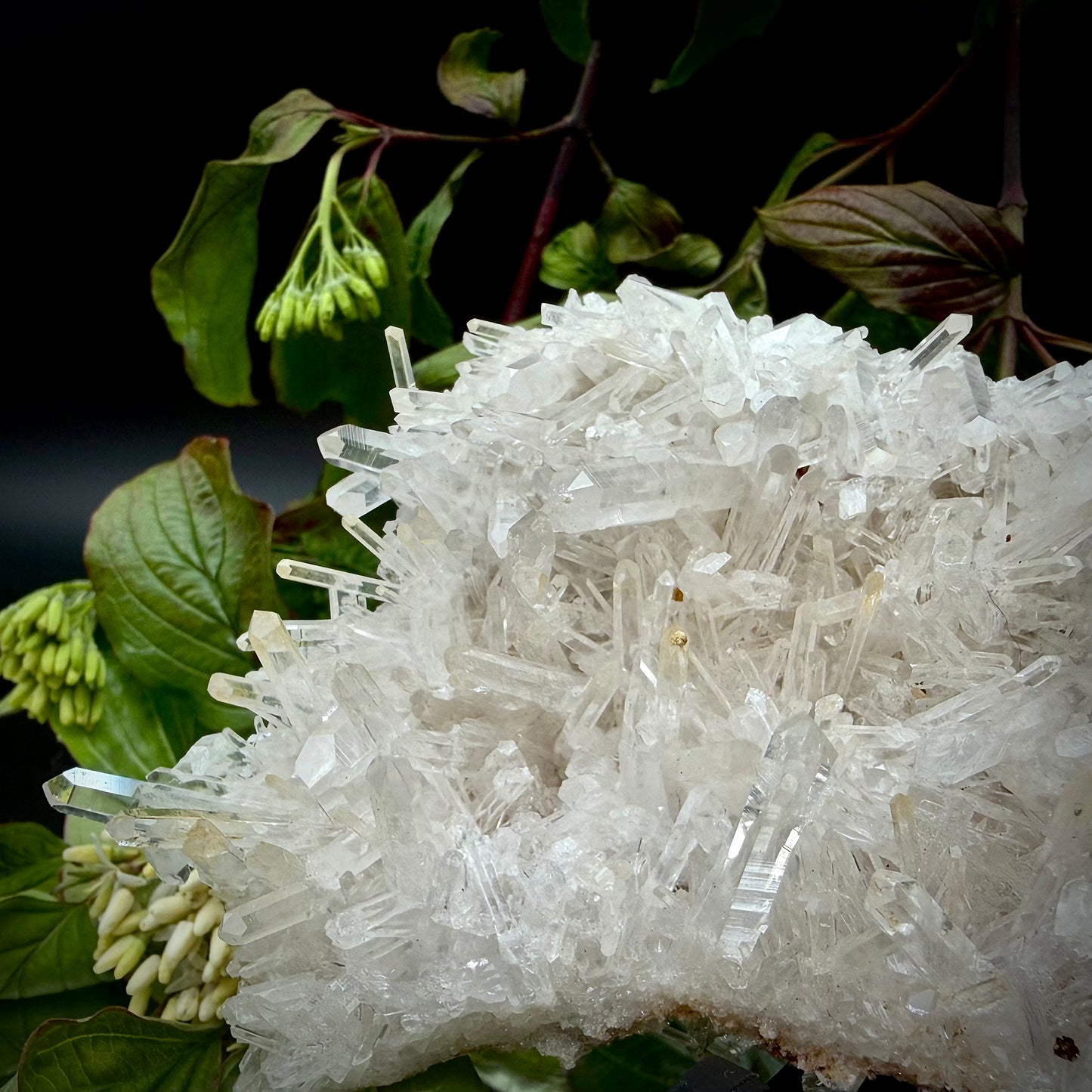 Close-up of the delicate, clear quartz points and crystalline growth on matrix.