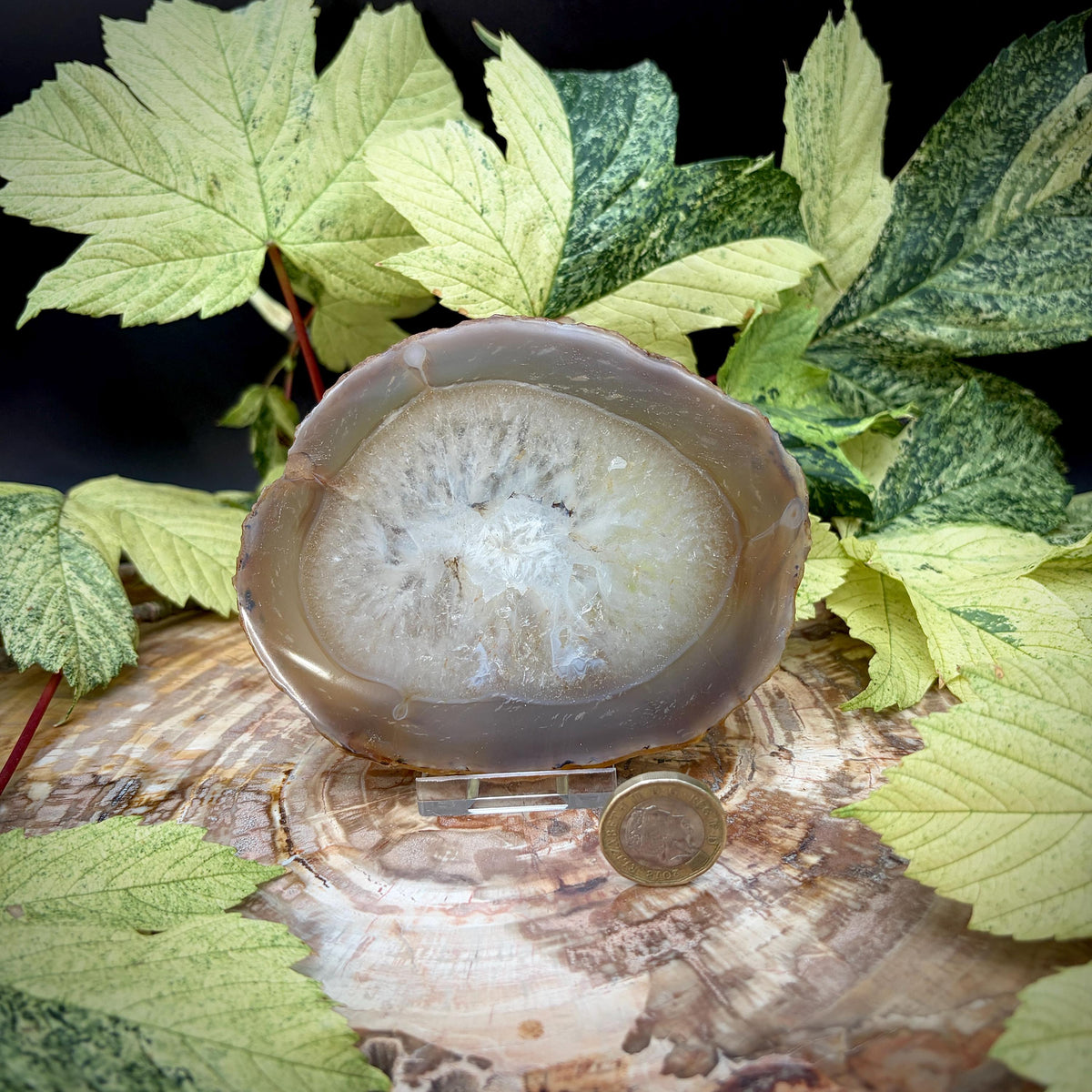 One-of-a-kind banded Agate slice set