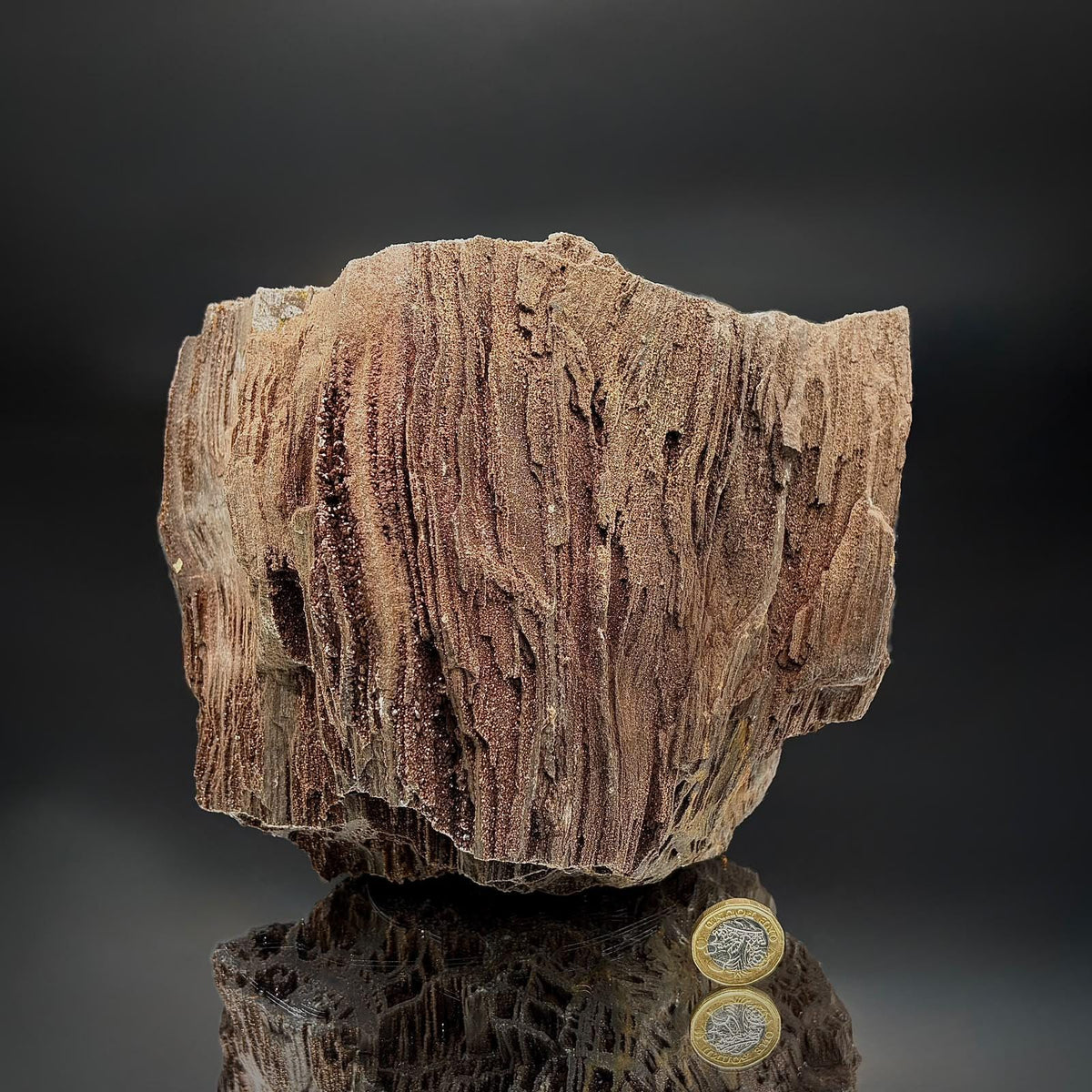 Permineralised fossil wood featuring natural Quartz and preserved characteristics of ancient wood.