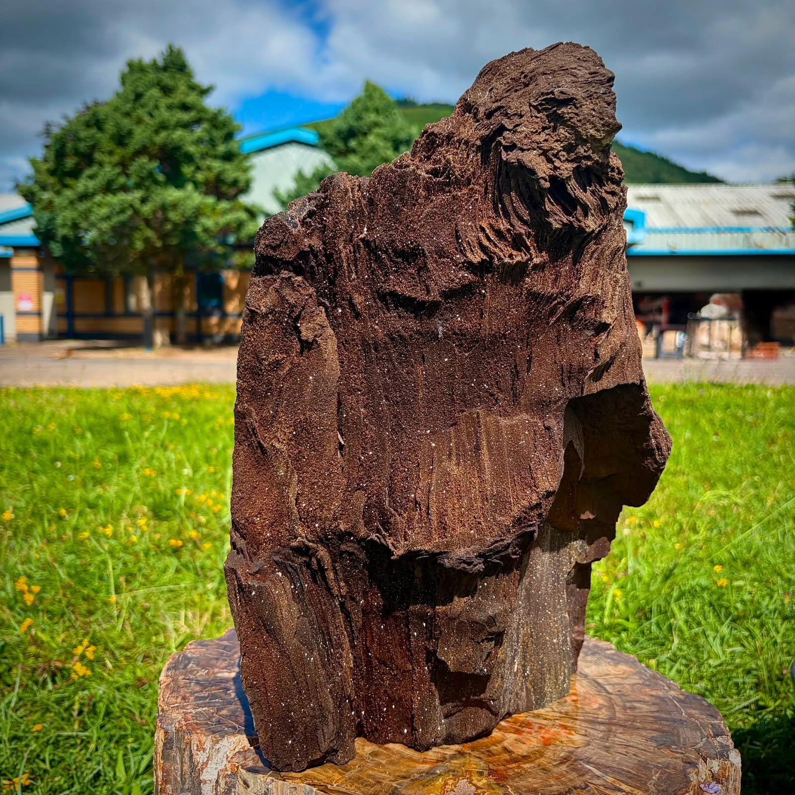 Side view of large permineralised petrified wood with contrasting fossil texture and Quartz druzy.