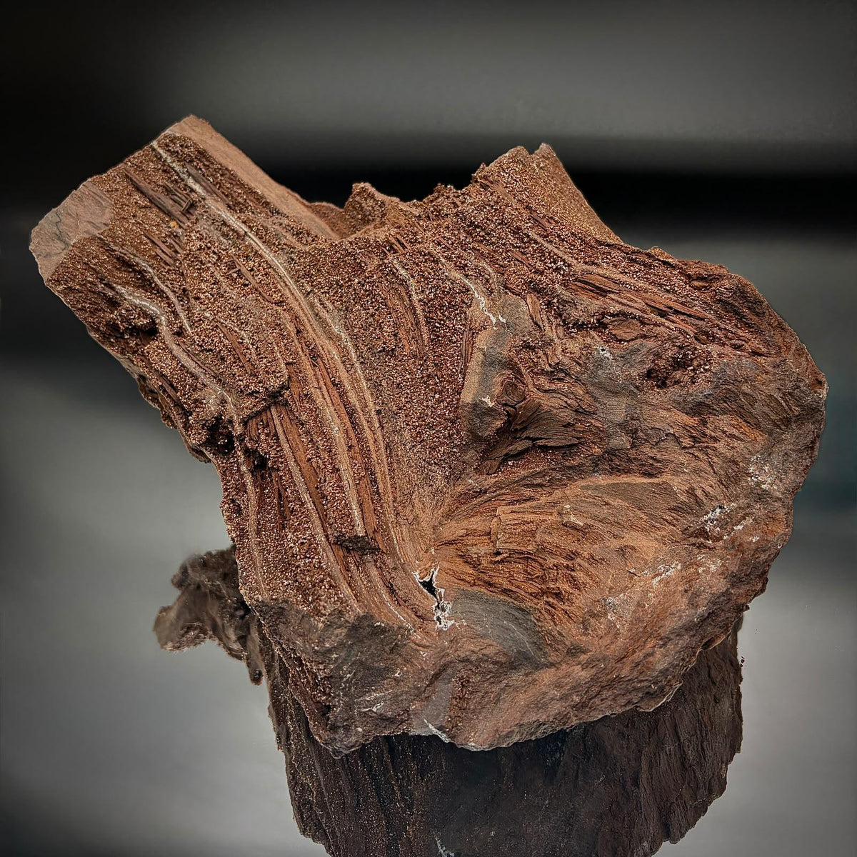 Permineralised fossil wood with Quartz druzy from Zwenkau near Leipzig in Saxony, Germany.