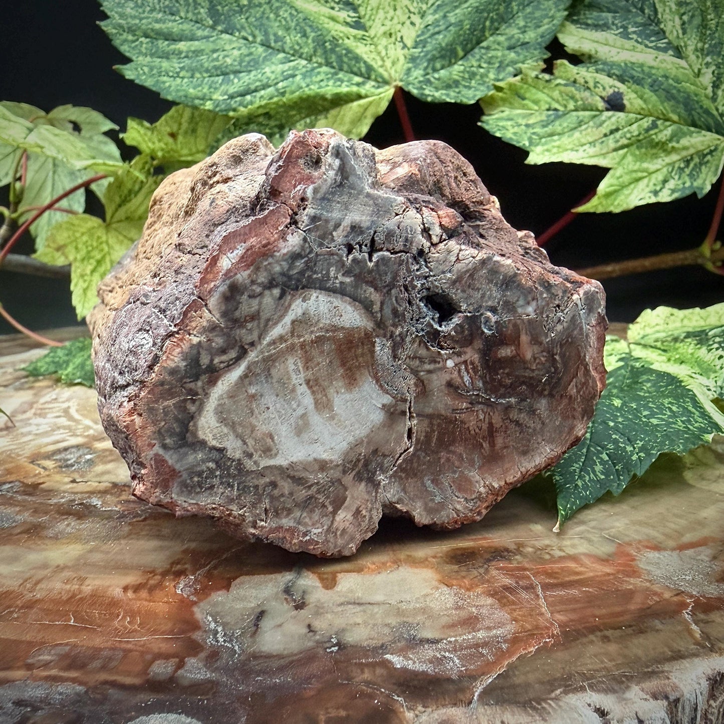 Petrified ancient tree stump geological specimen