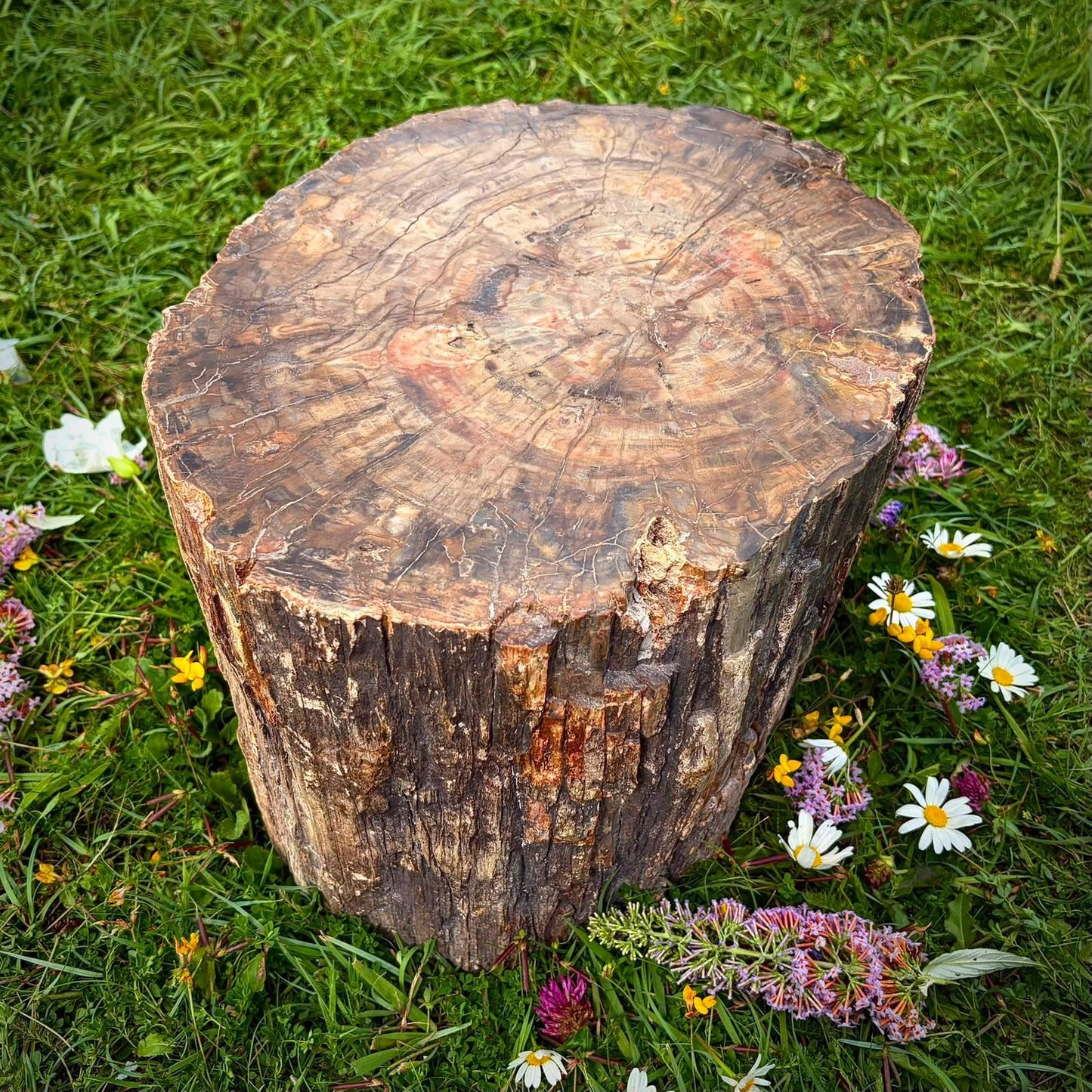 Petrified fossil wood decorative piece for luxury interiors and homes
