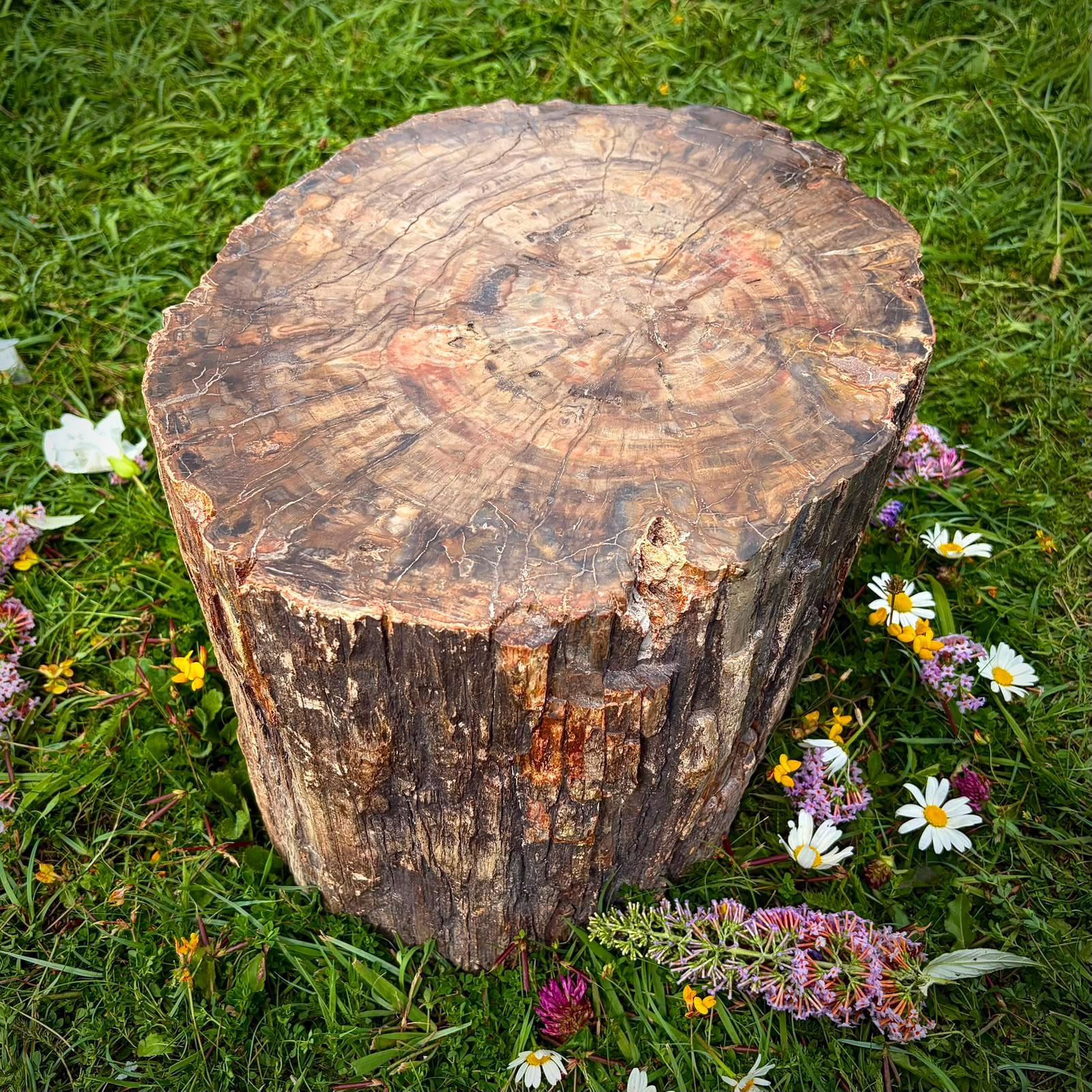 Petrified fossil wood decorative piece for luxury interiors and homes