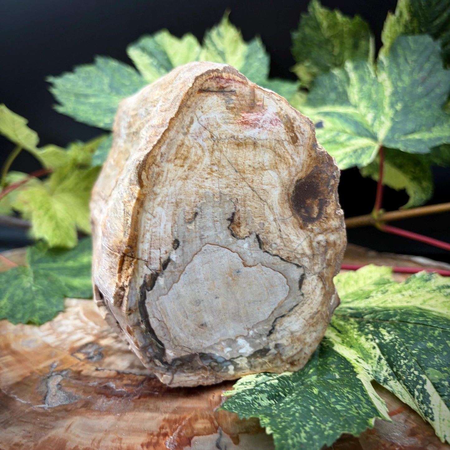 Petrified fossil wood stump weighing 2.32kg