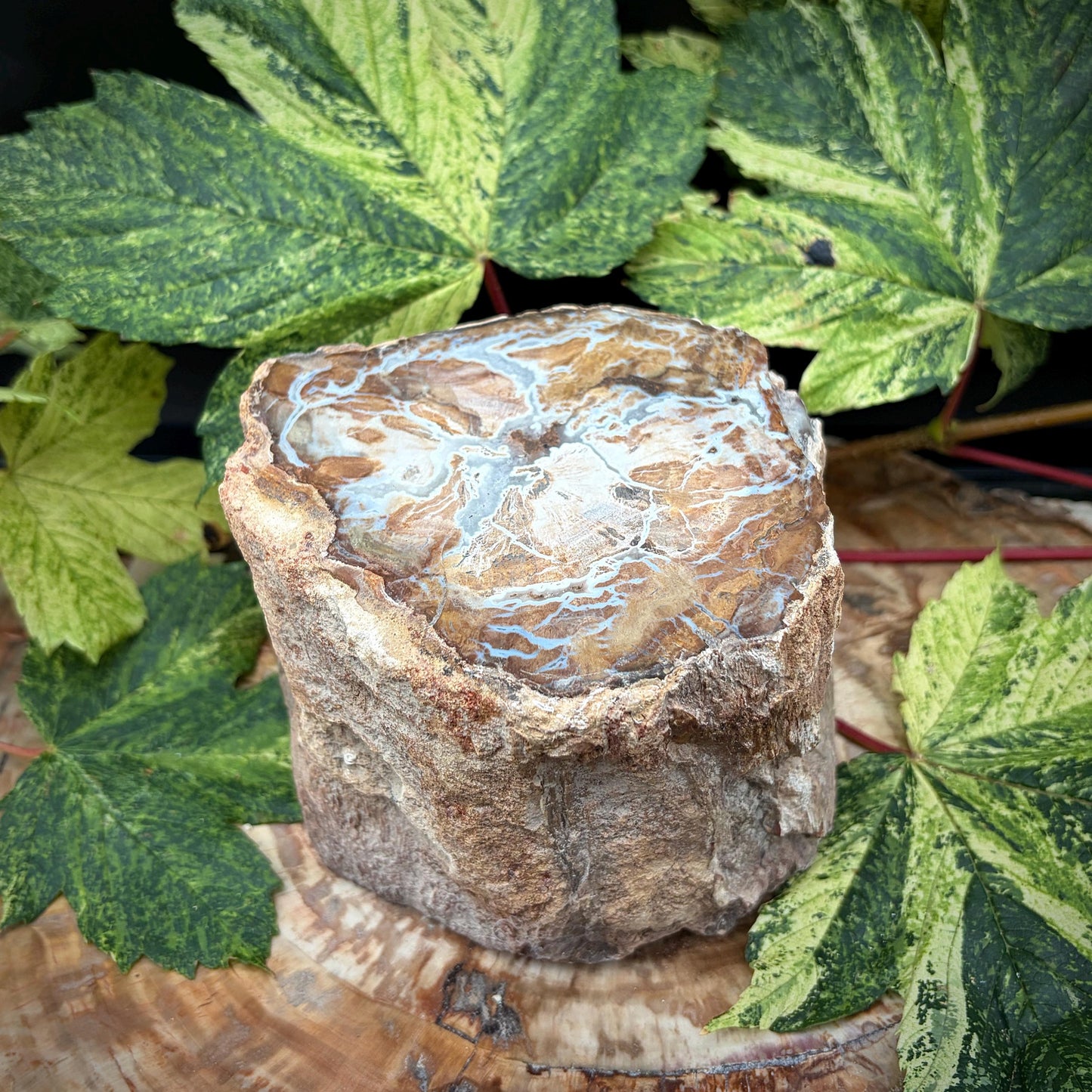 Petrified stump for statement interior styling