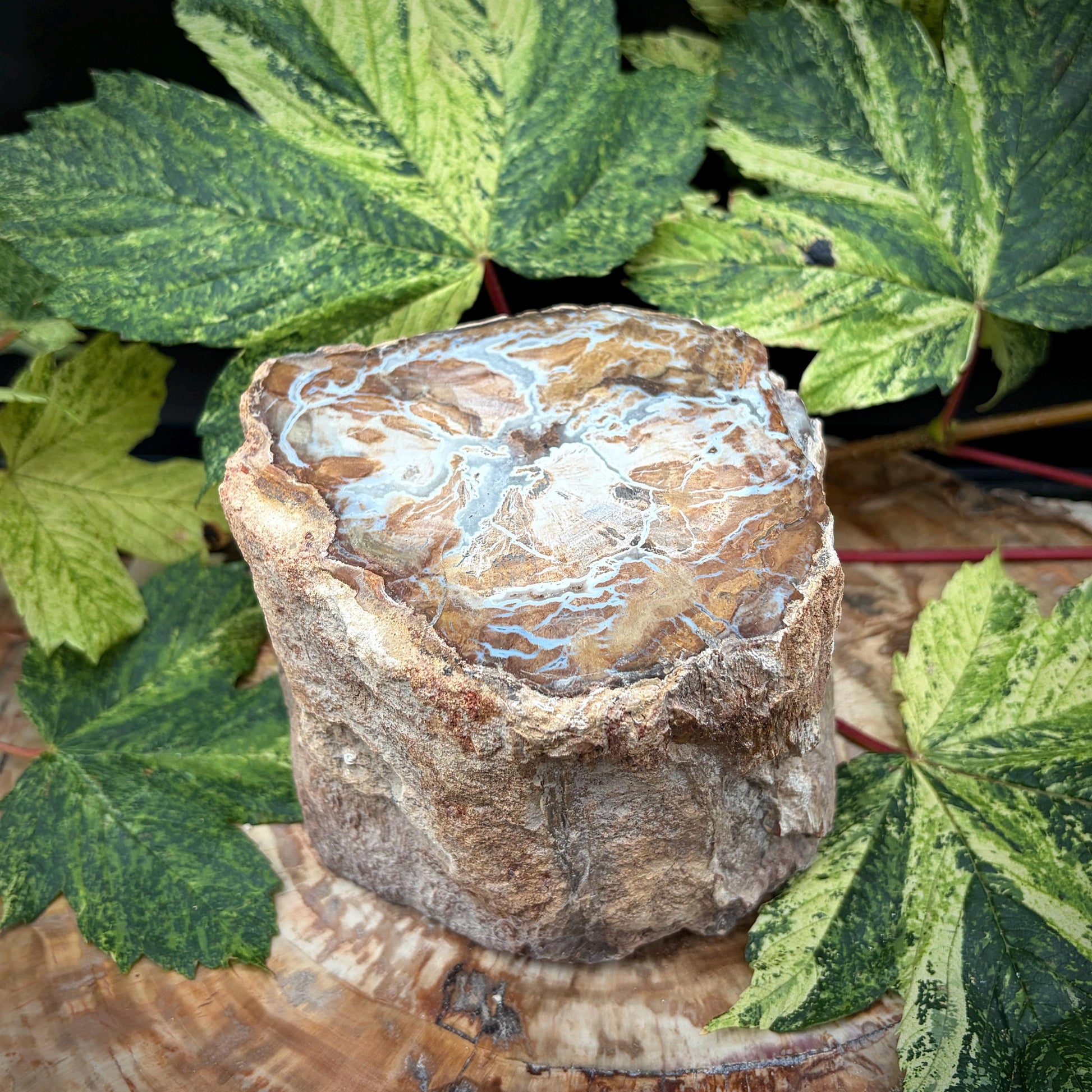Petrified stump for statement interior styling