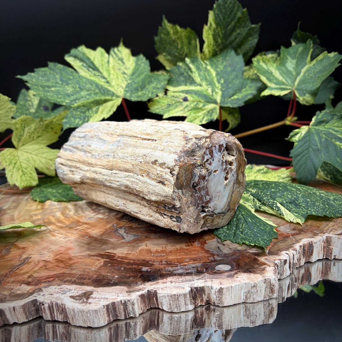Petrified tree specimen from Madagascar