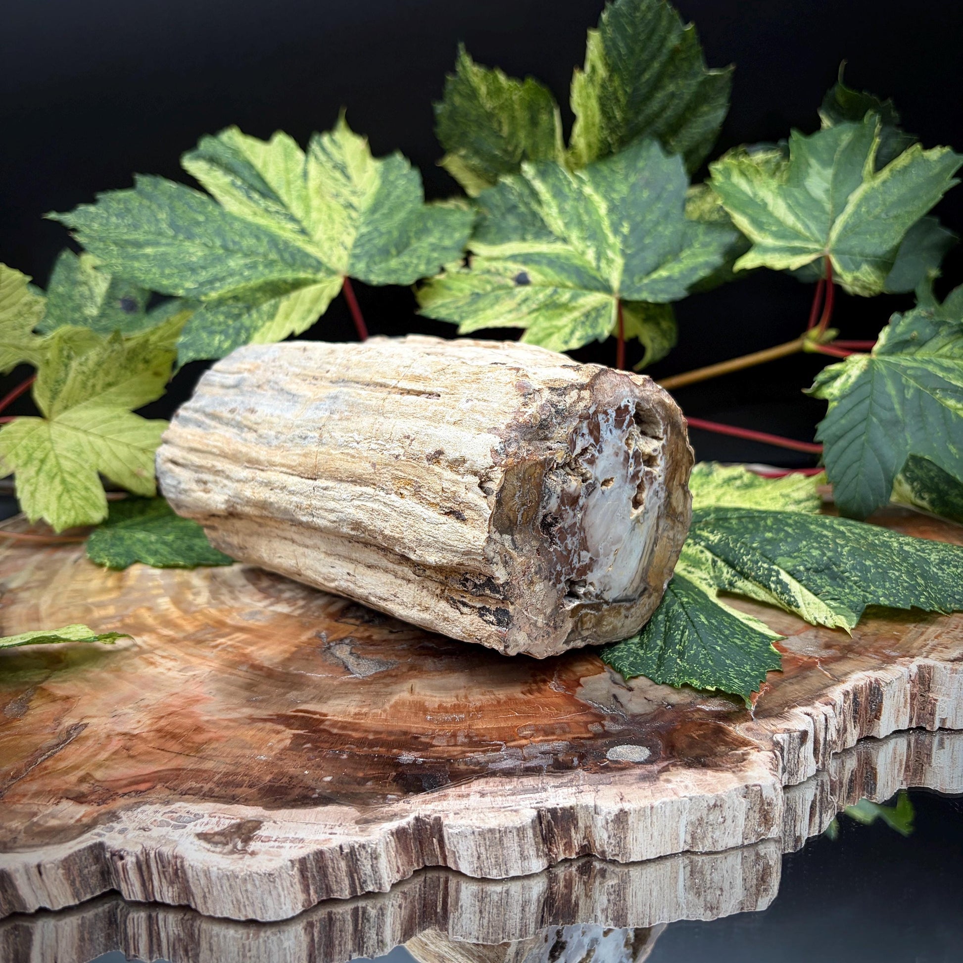 Petrified tree specimen from Madagascar