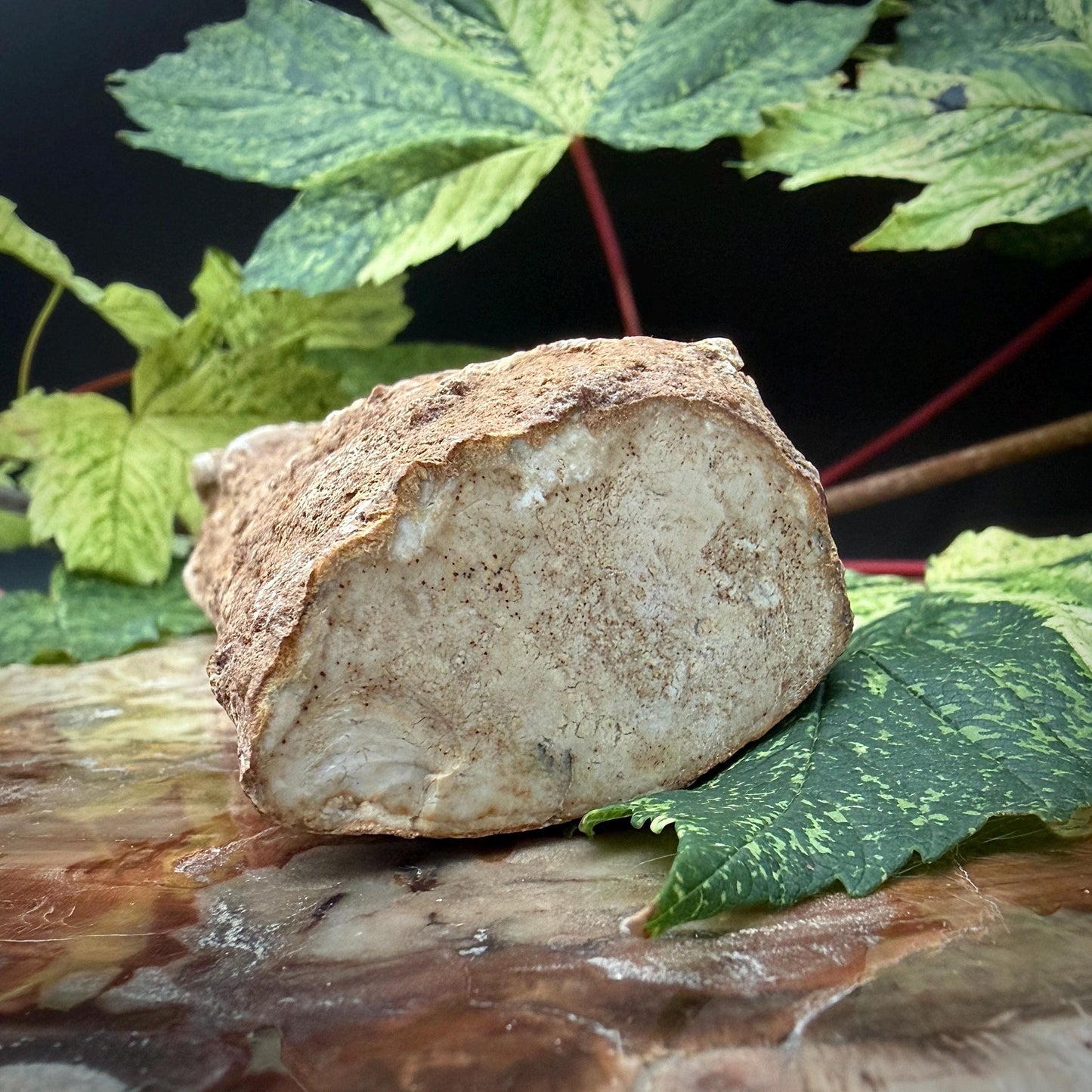 Petrified tree fossil showing preserved mineral growth patterns