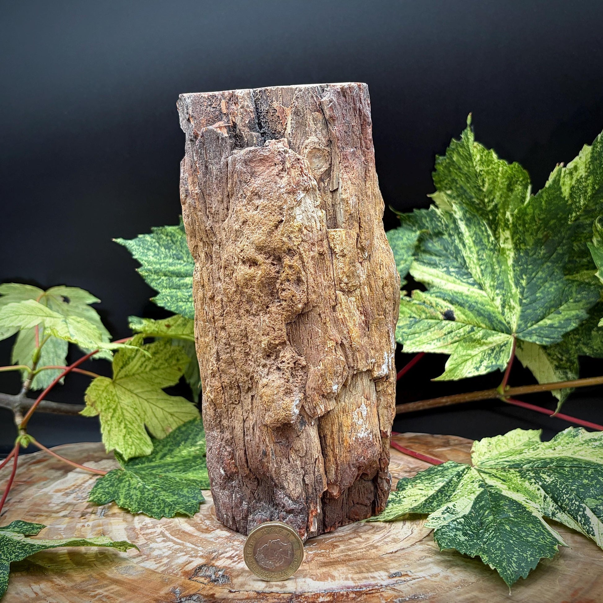 Petrified tree stump preserving ancient geological history