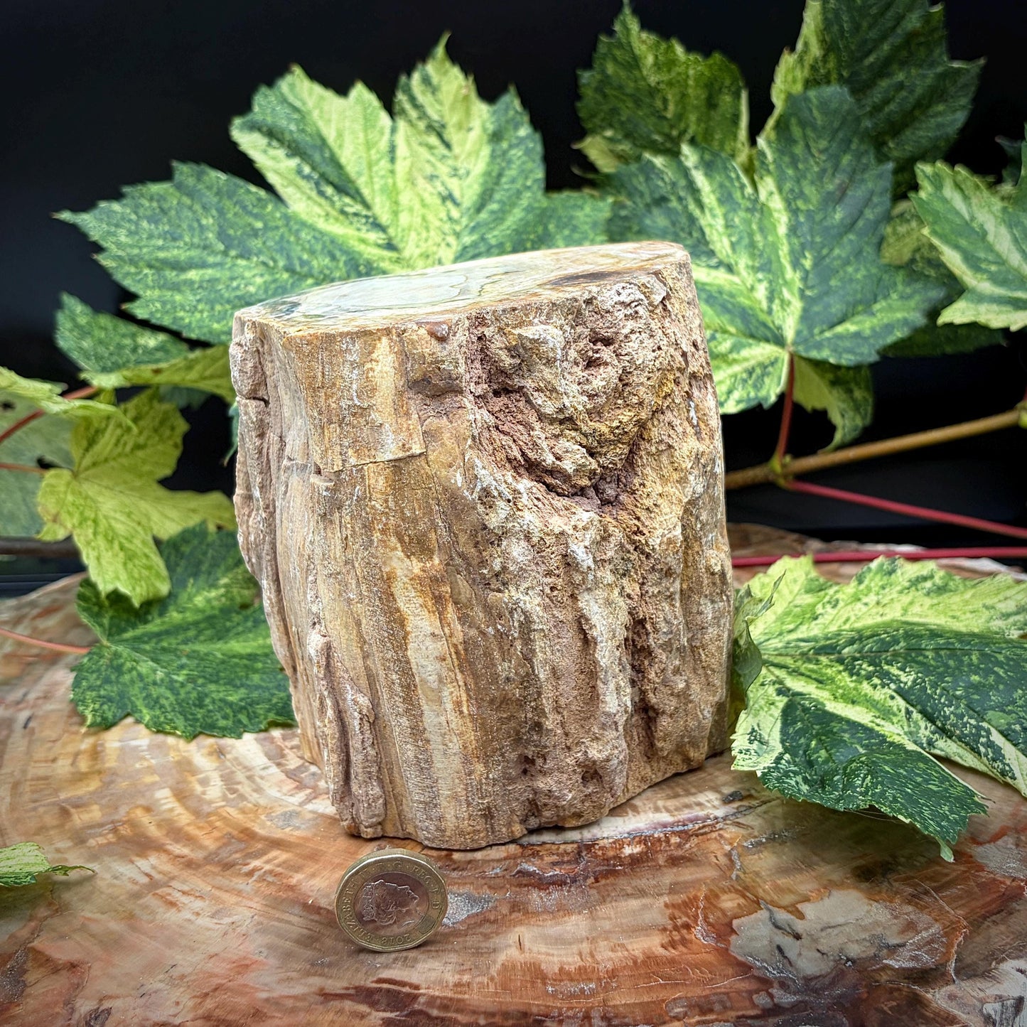 Petrified tree stump fossil sourced from Madagascar