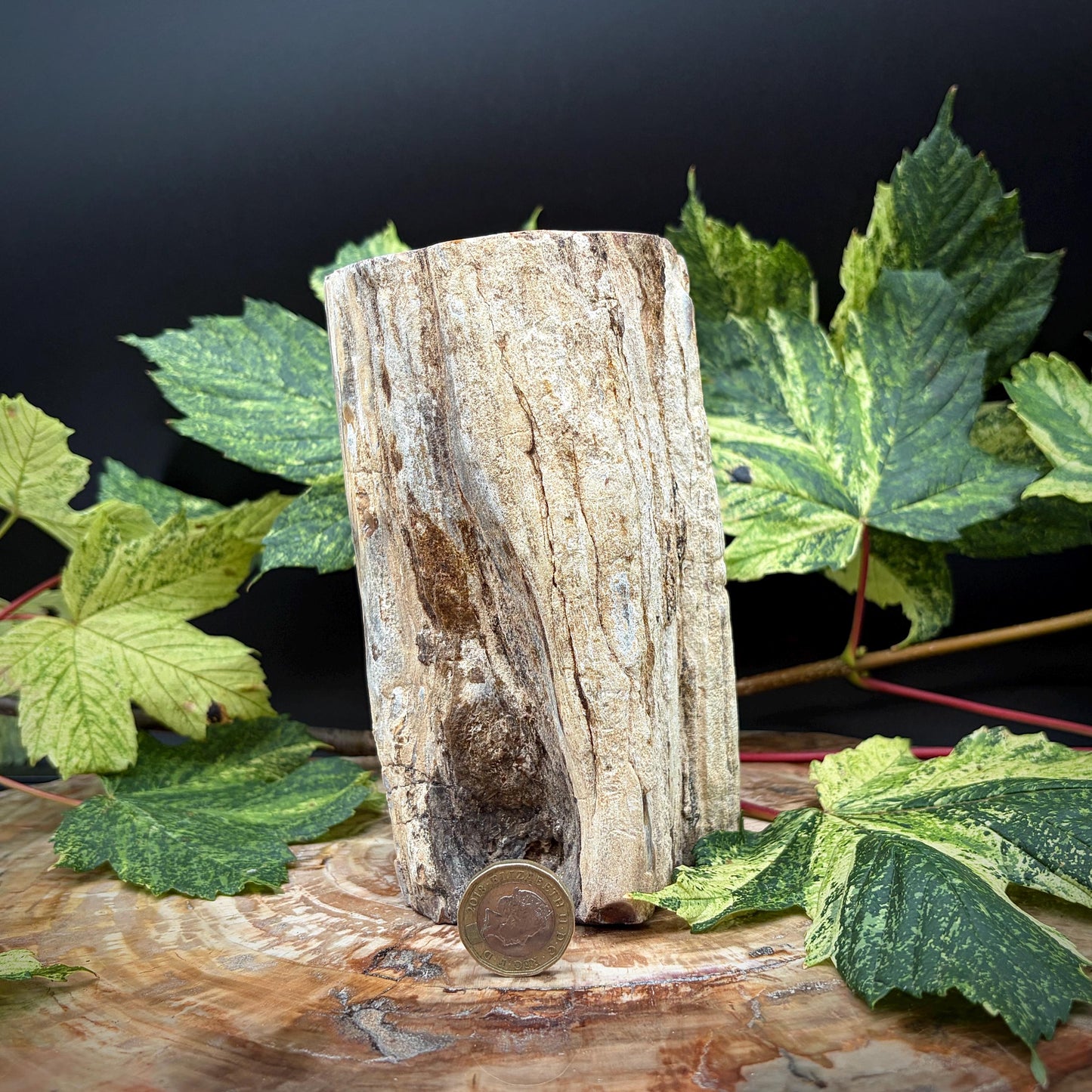 Petrified wood with preserved natural bark texture