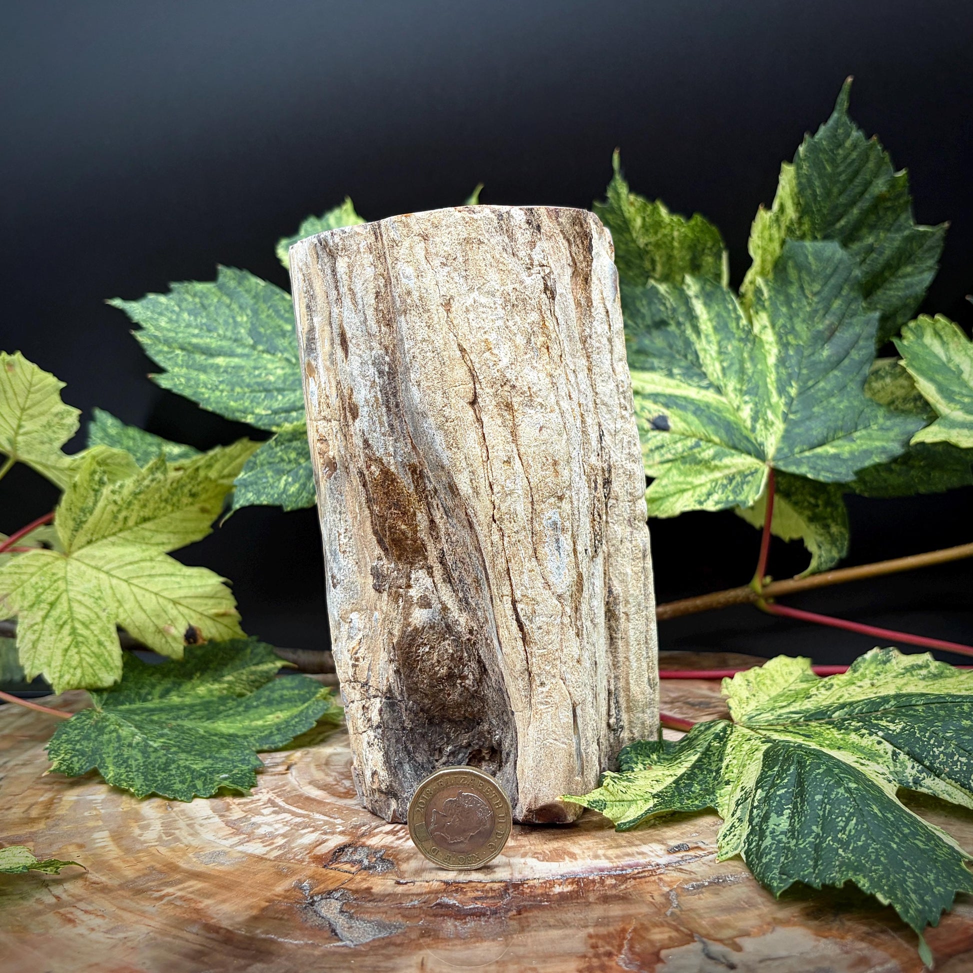 Petrified wood with preserved natural bark texture