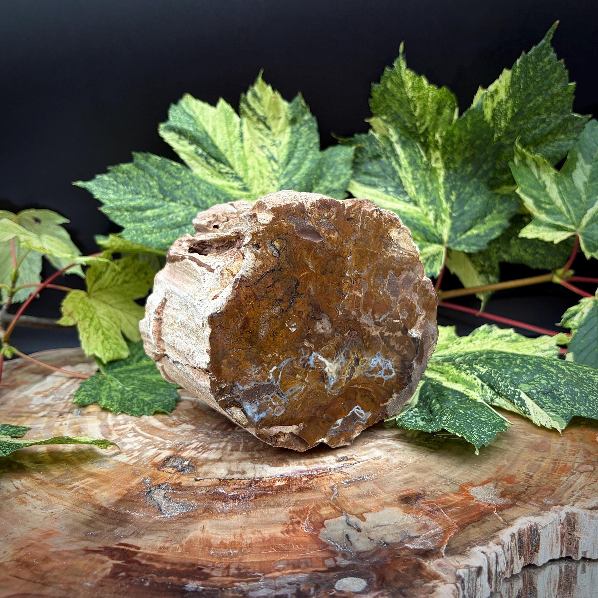 Petrified wood natural fossil for collectors
