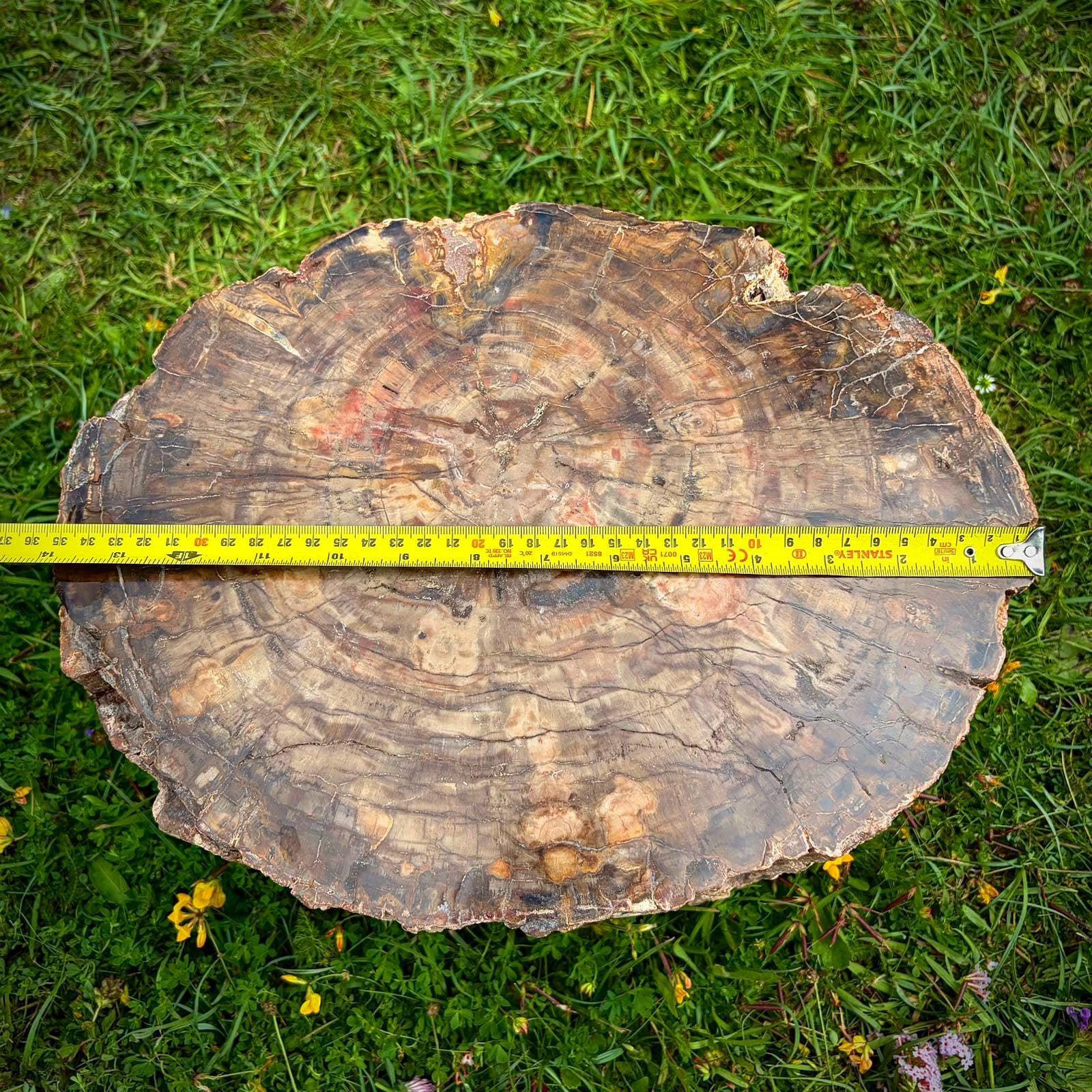 Large petrified wood fossil specimen for collectors and home decor