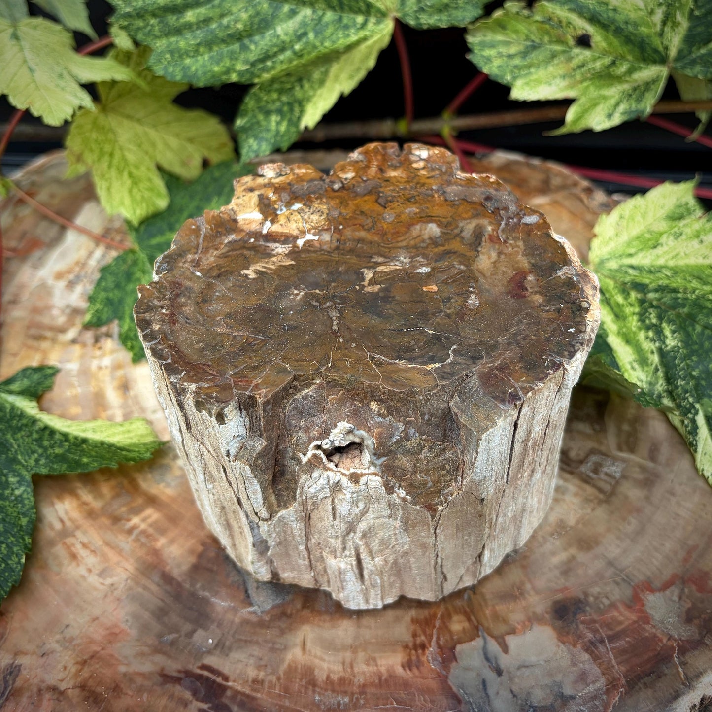 Petrified wood fossil specimen for collectors