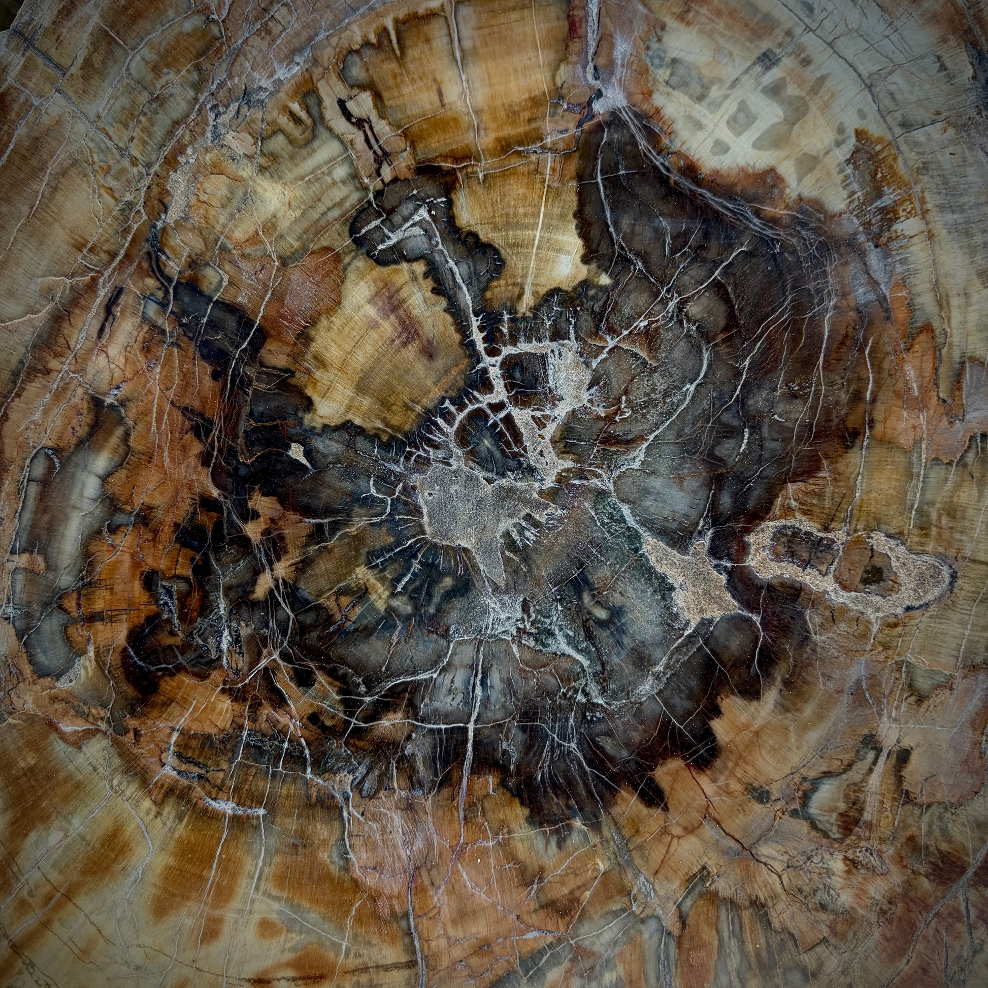 Large petrified wood garden sculpture with natural fossilised wood texture