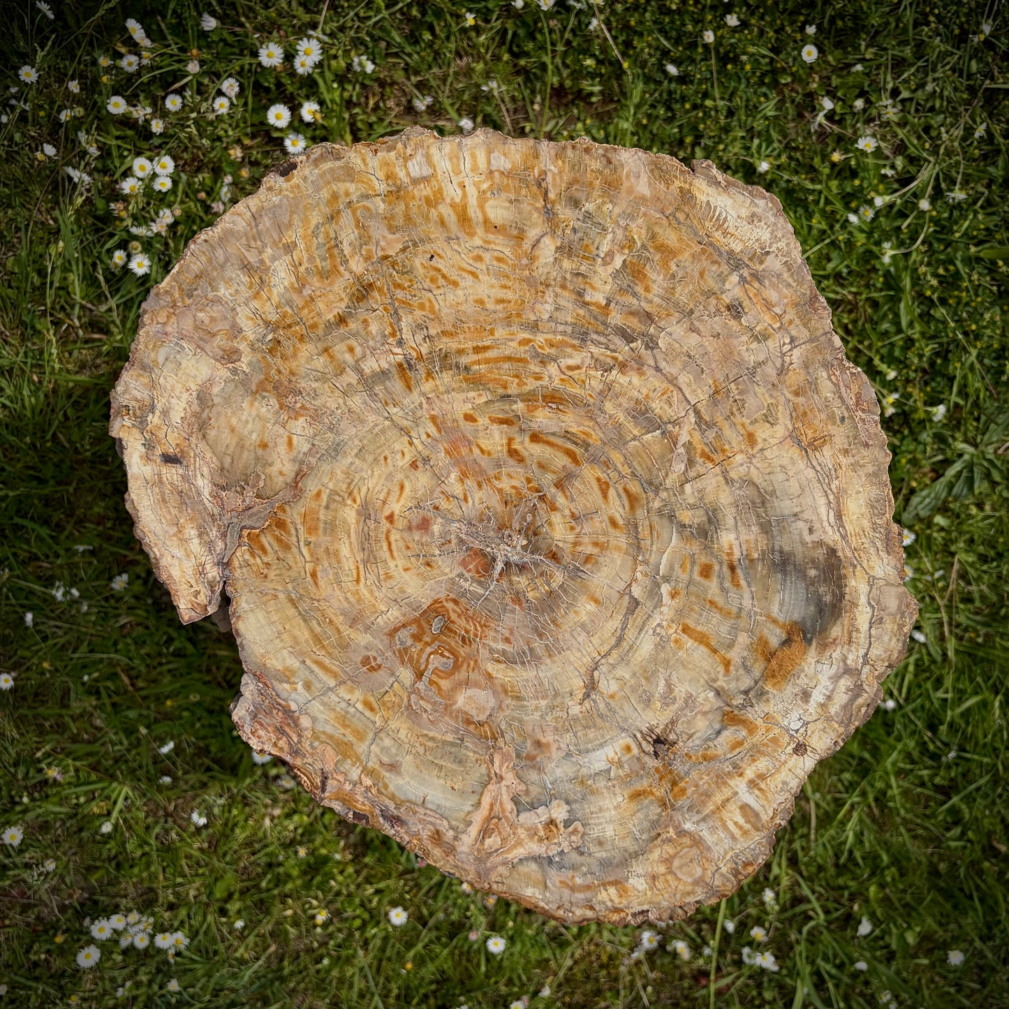 XL petrified wood specimen for rustic home décor and statement styling