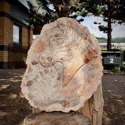Front view of a one-of-a-kind petrified wood horse carving from Madagascar.