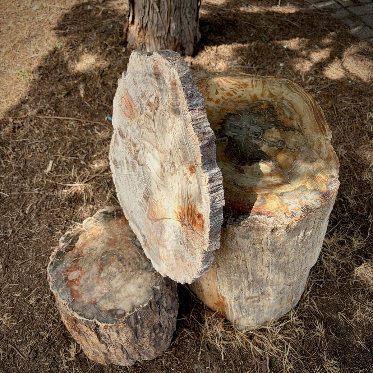 Detailed craftsmanship of the petrified wood horse sculpture.