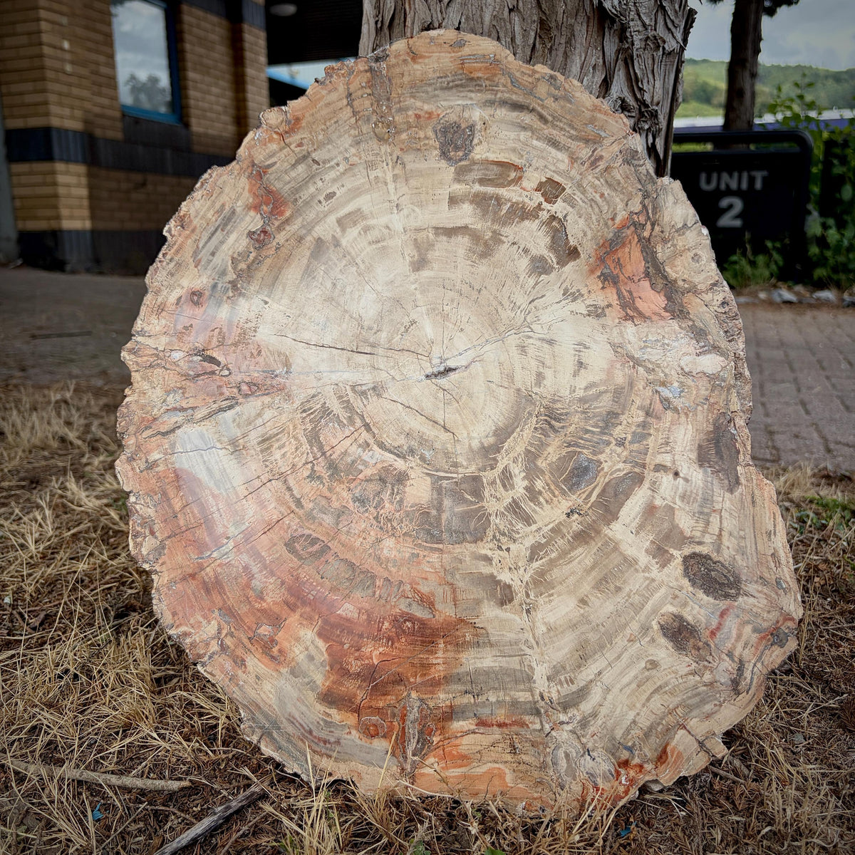 Decorative petrified wood horse sculpture for country homes and equestrian interiors.