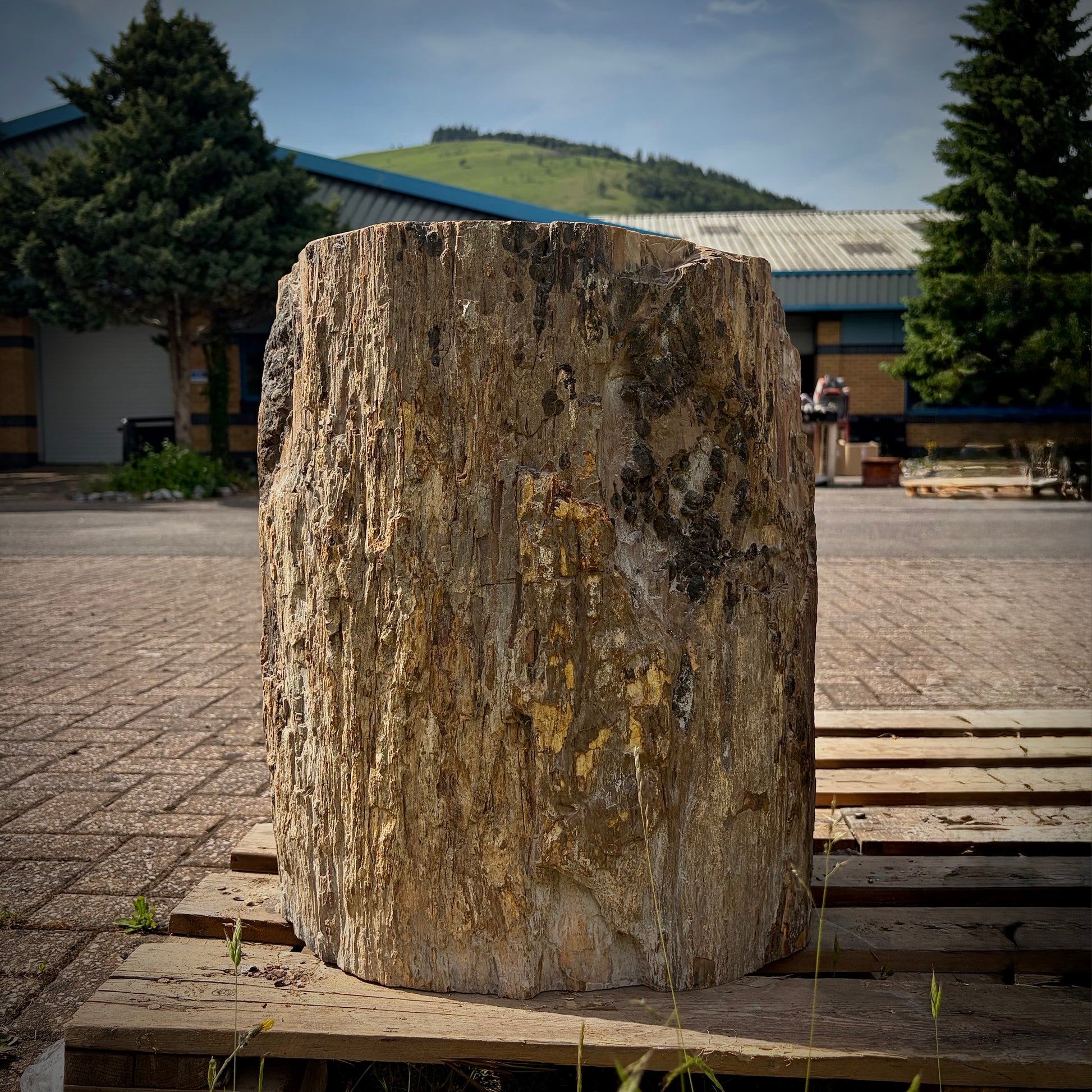 Large petrified wood garden display stone for natural landscaping projects